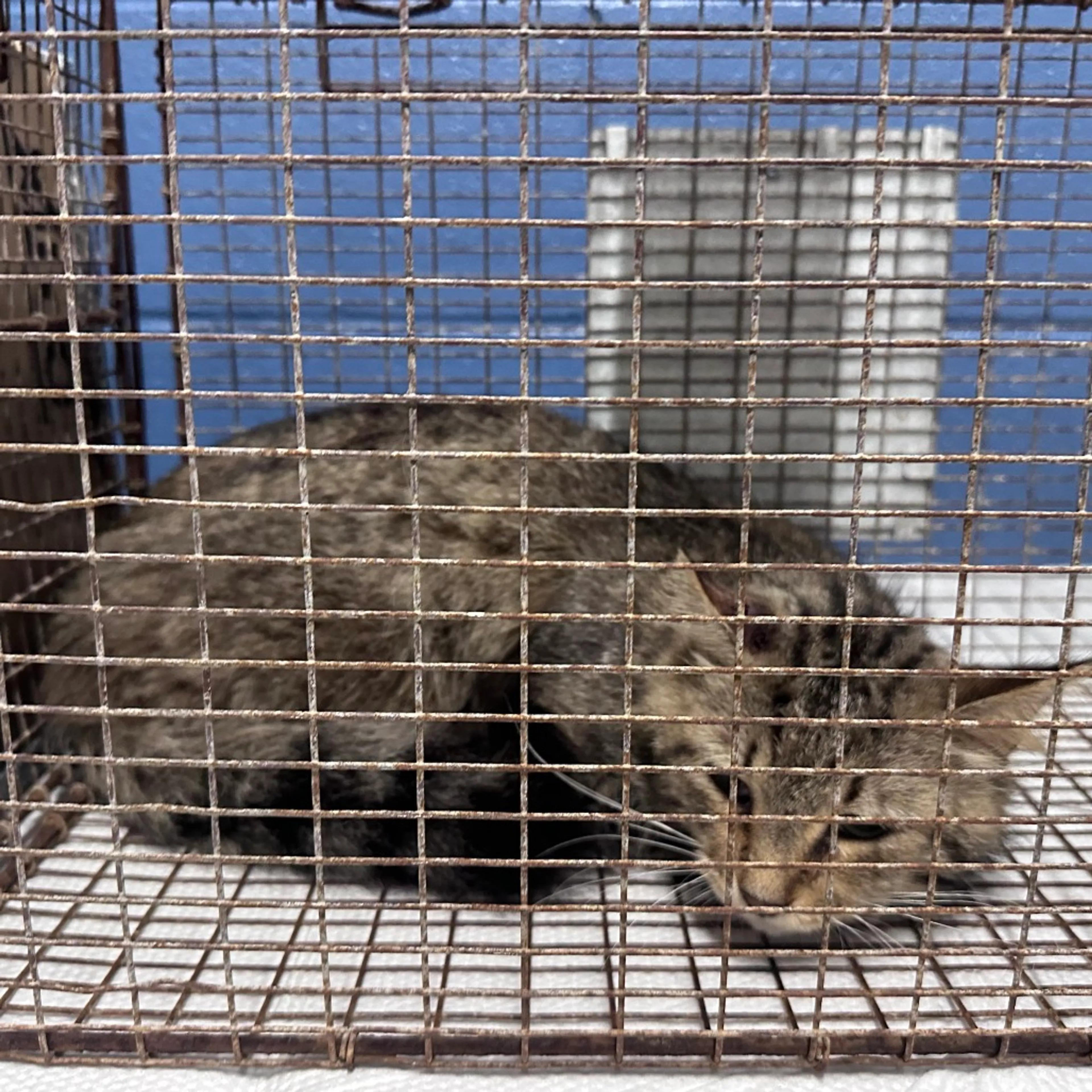 Found pet