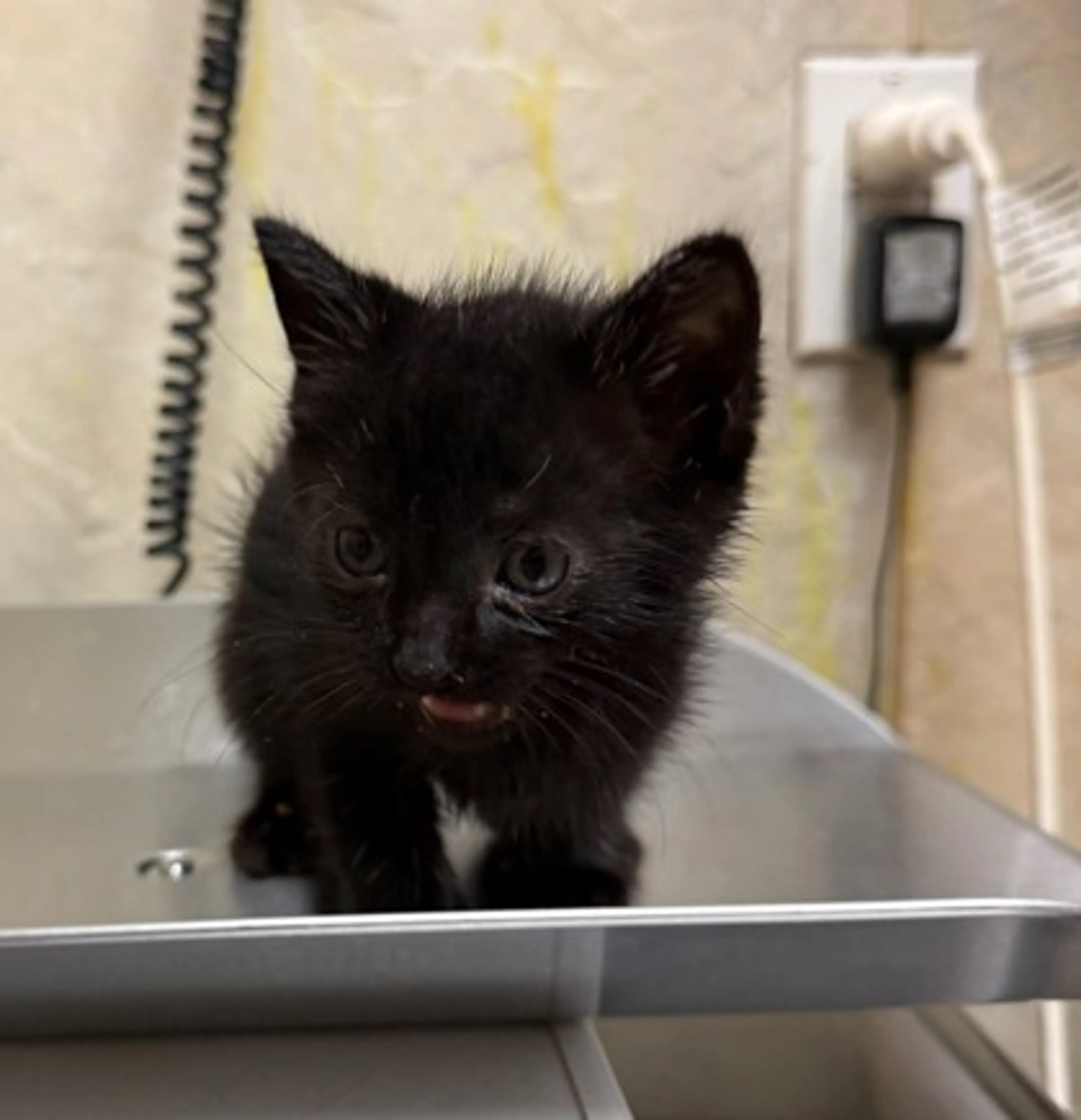 Found pet