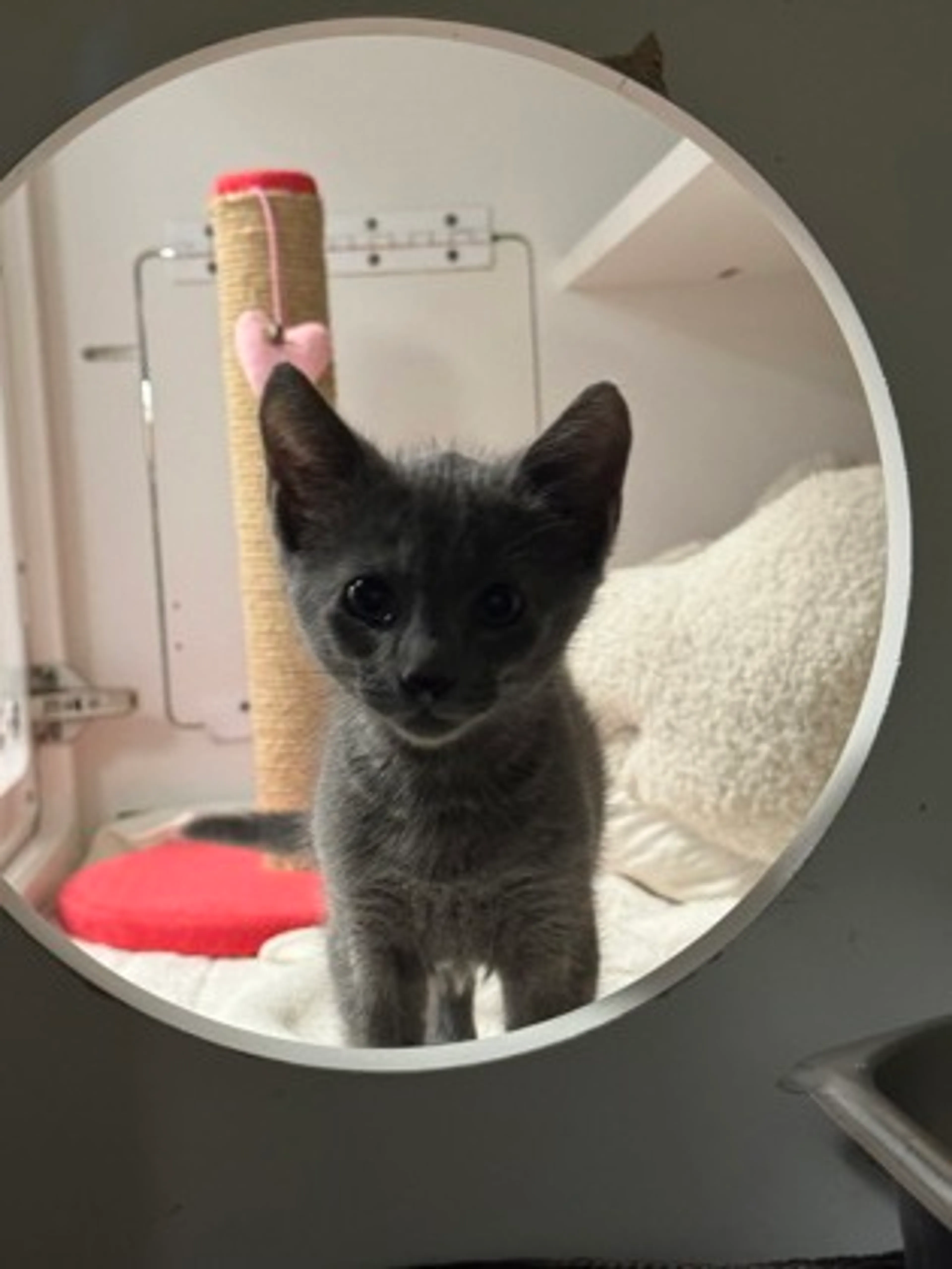 Found pet