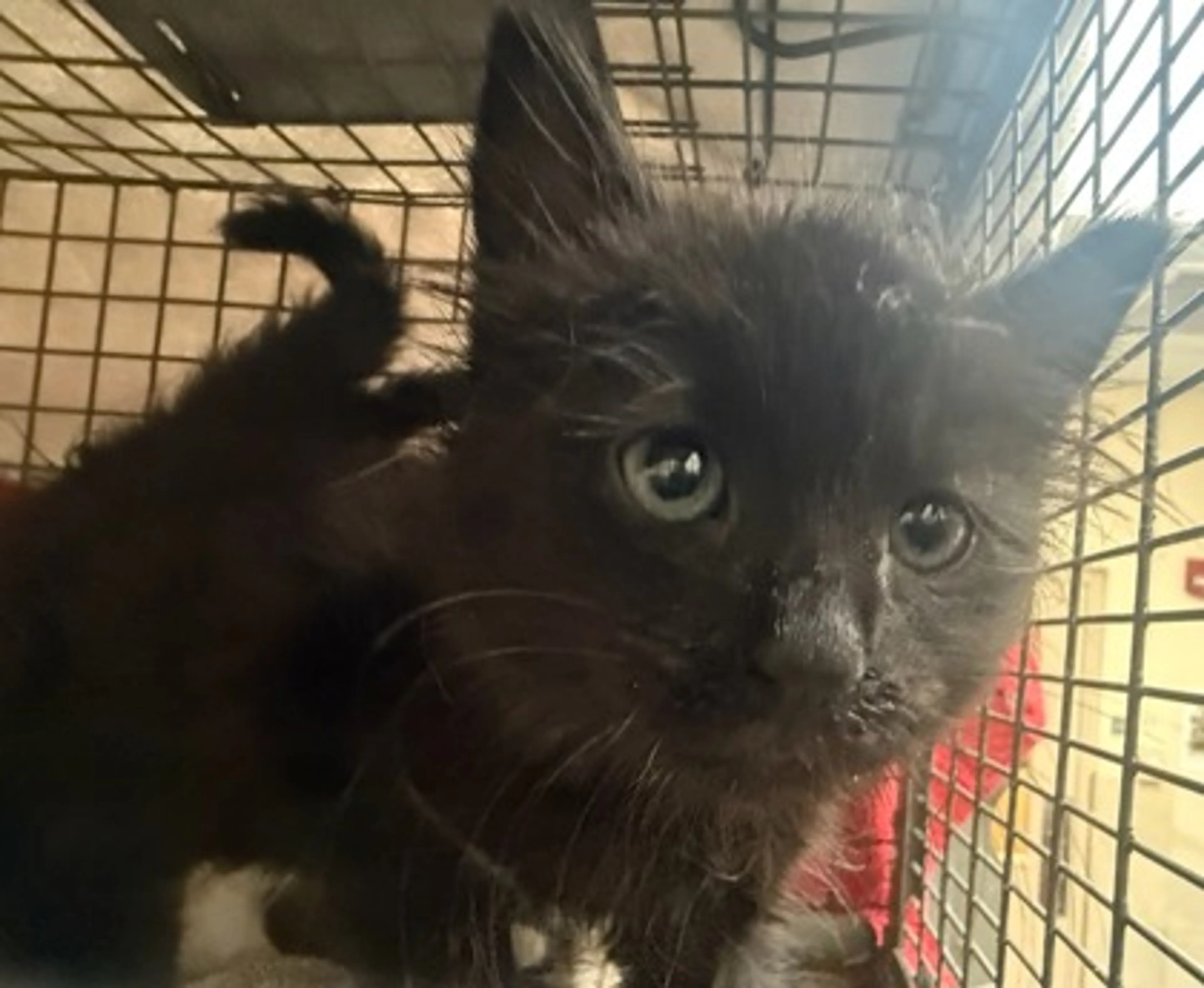 Found pet