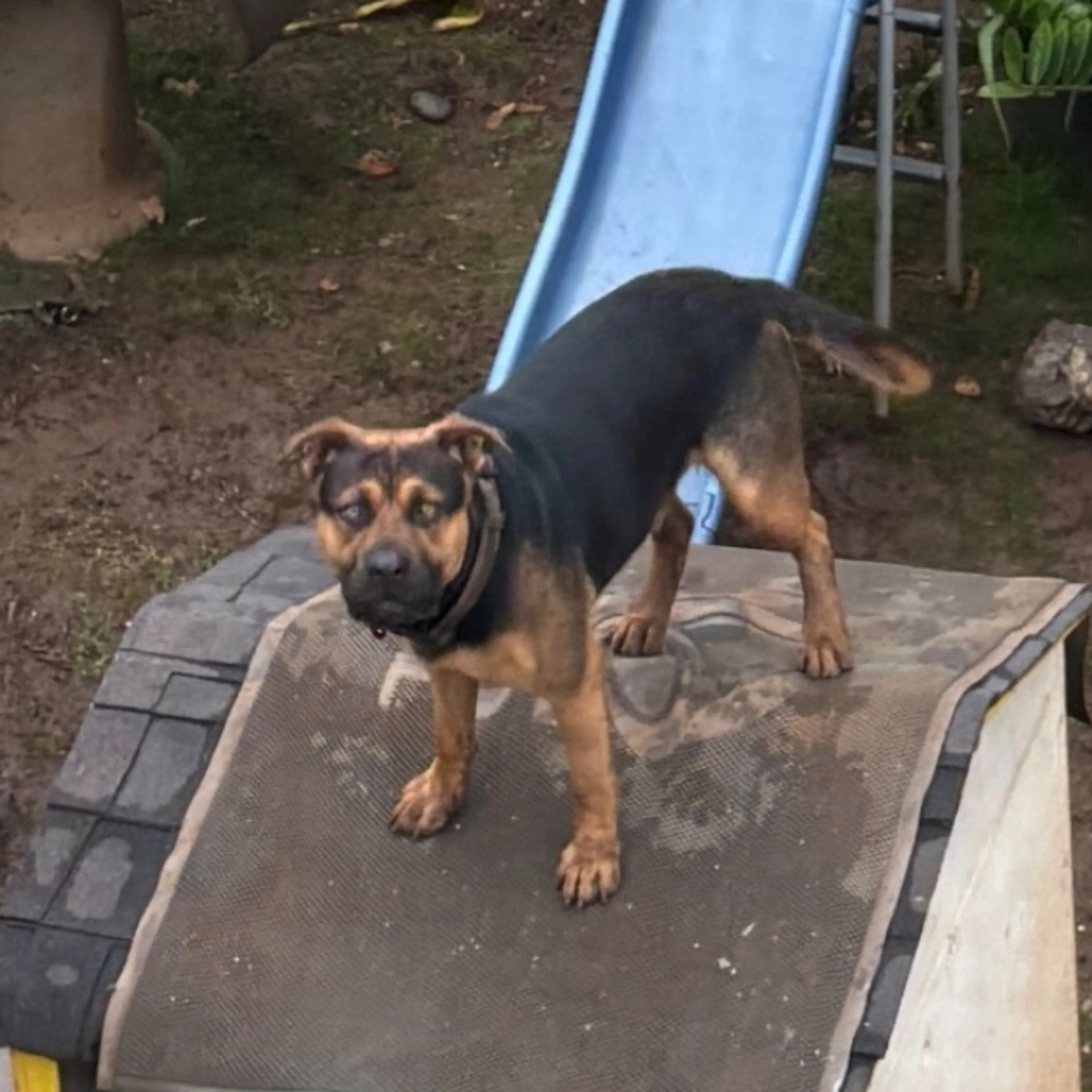 Lost pet