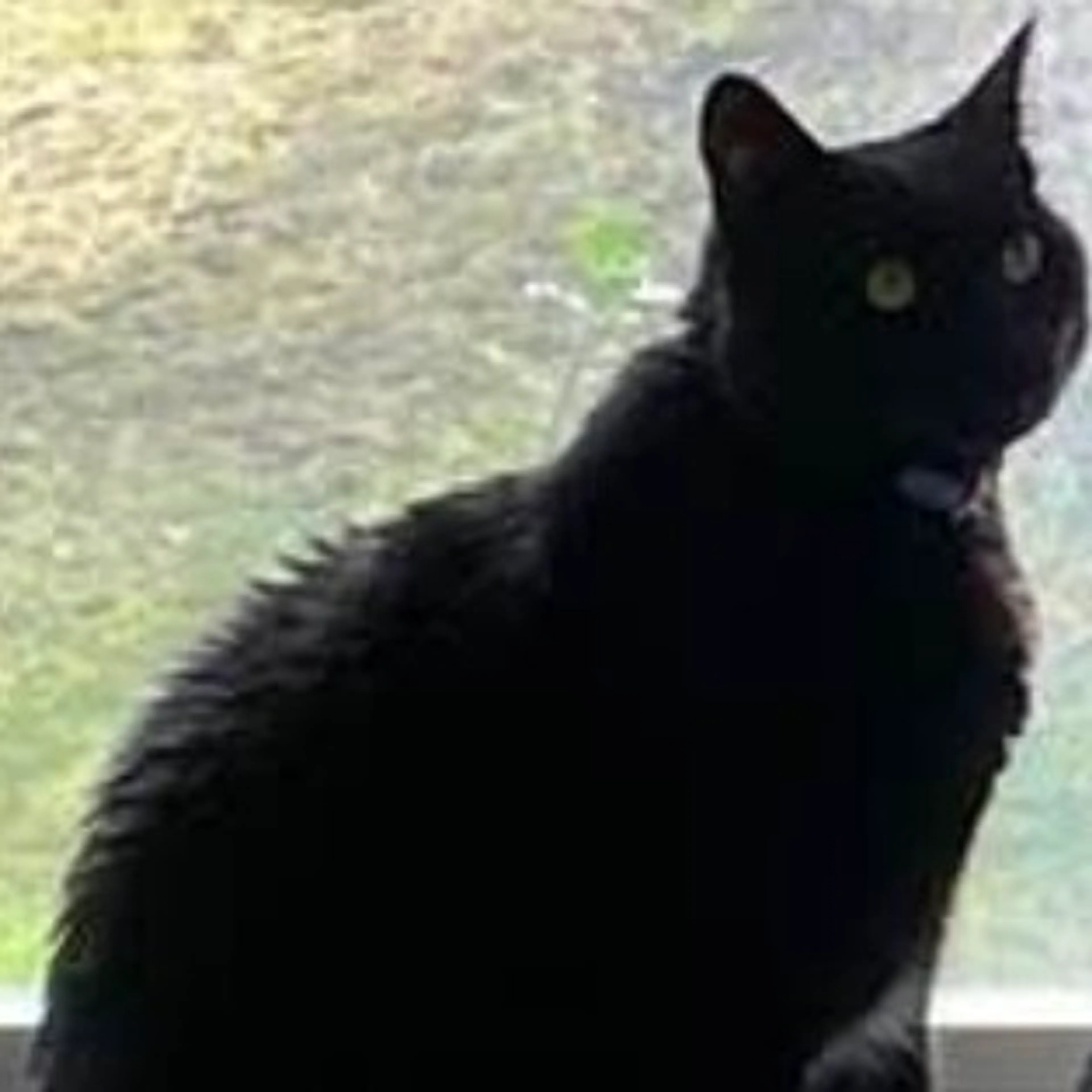 Found pet-1