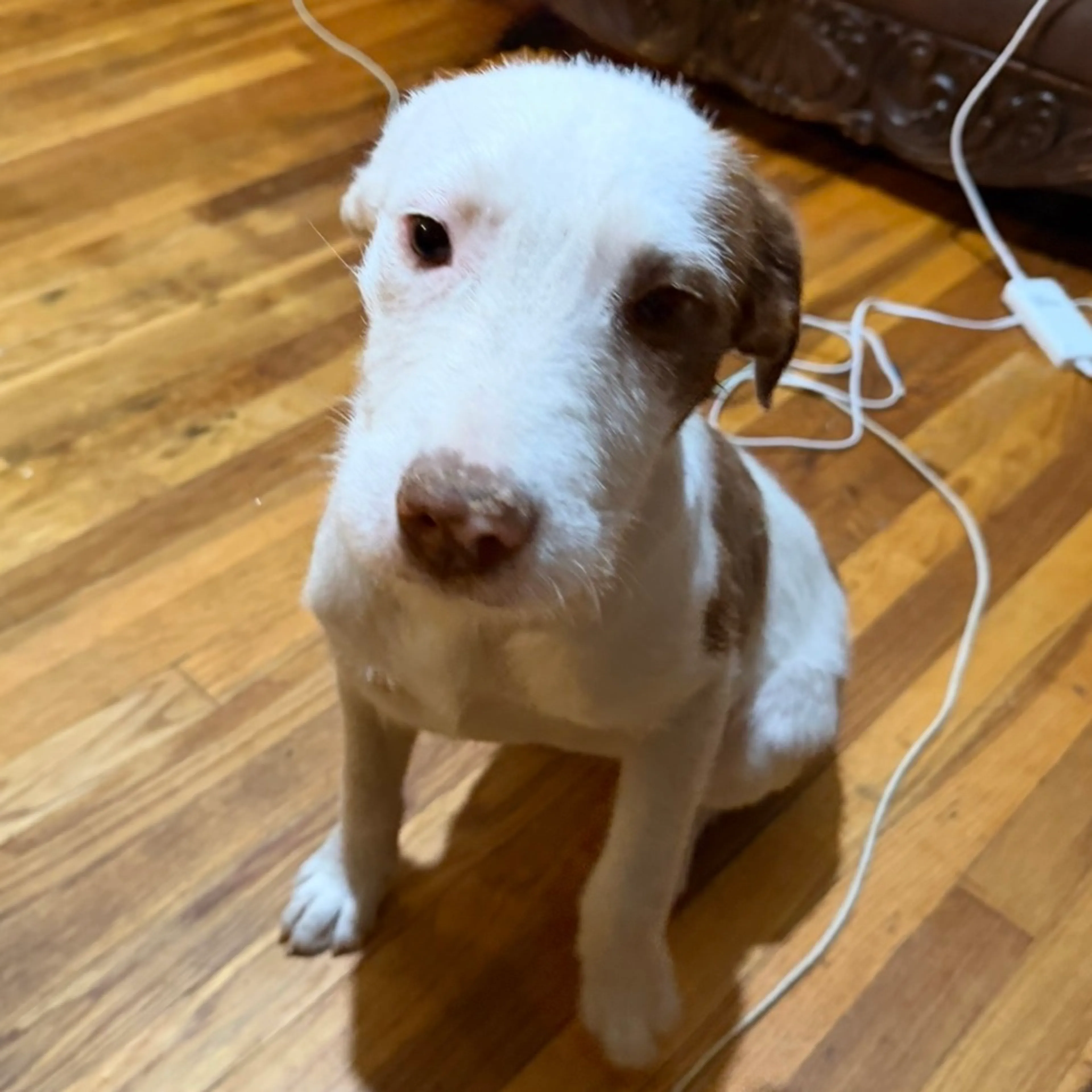 Found pet-3