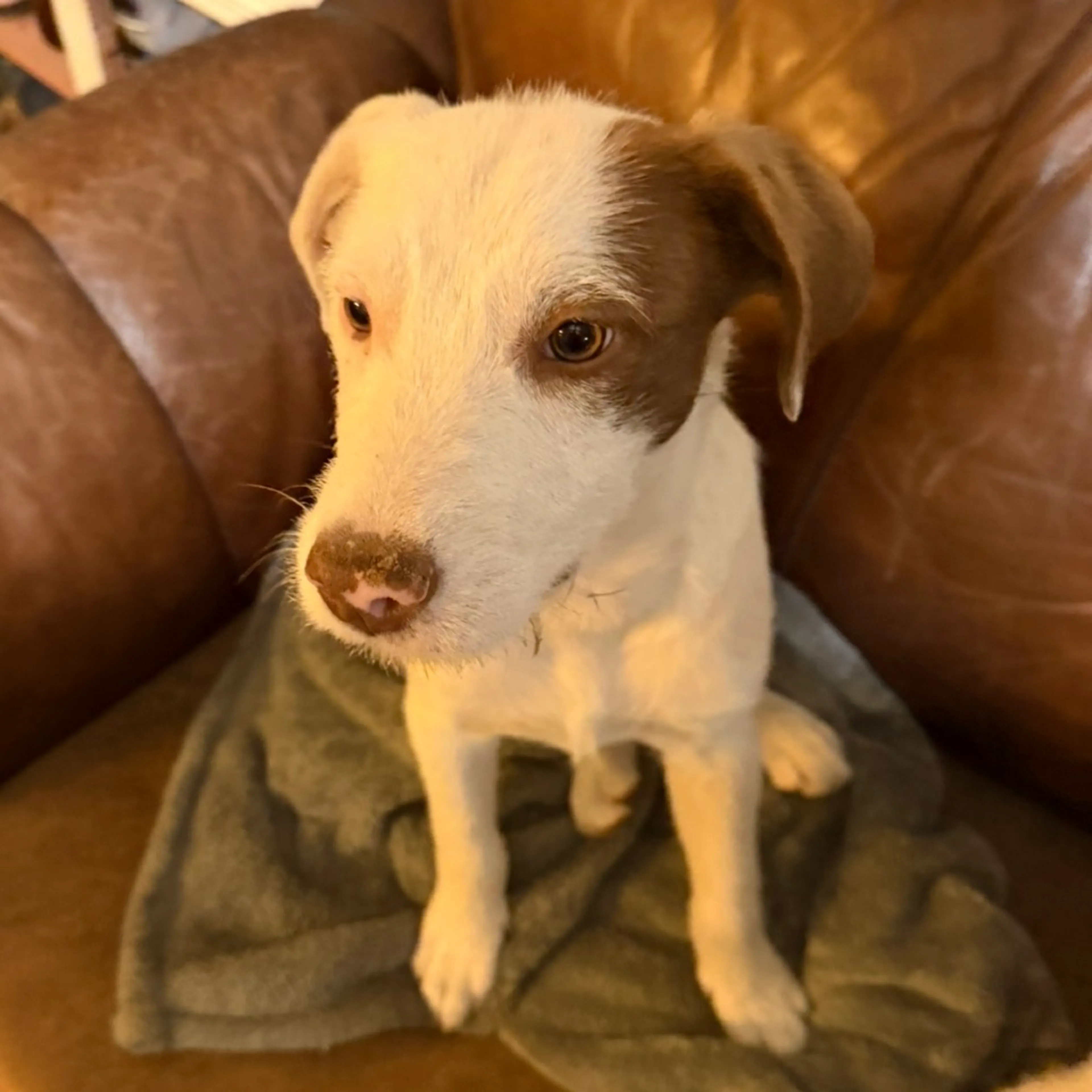 Found pet-5