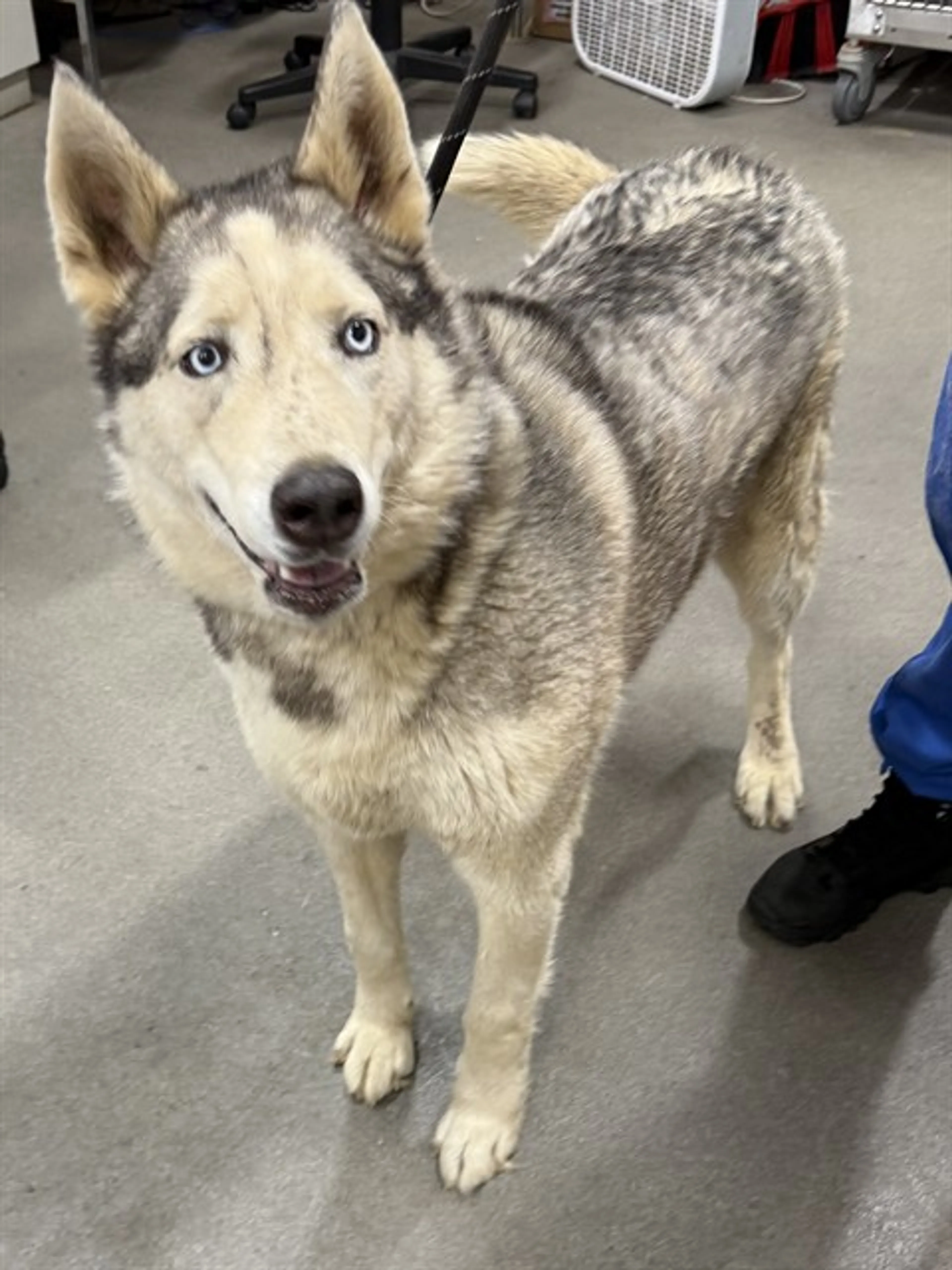 Found pet