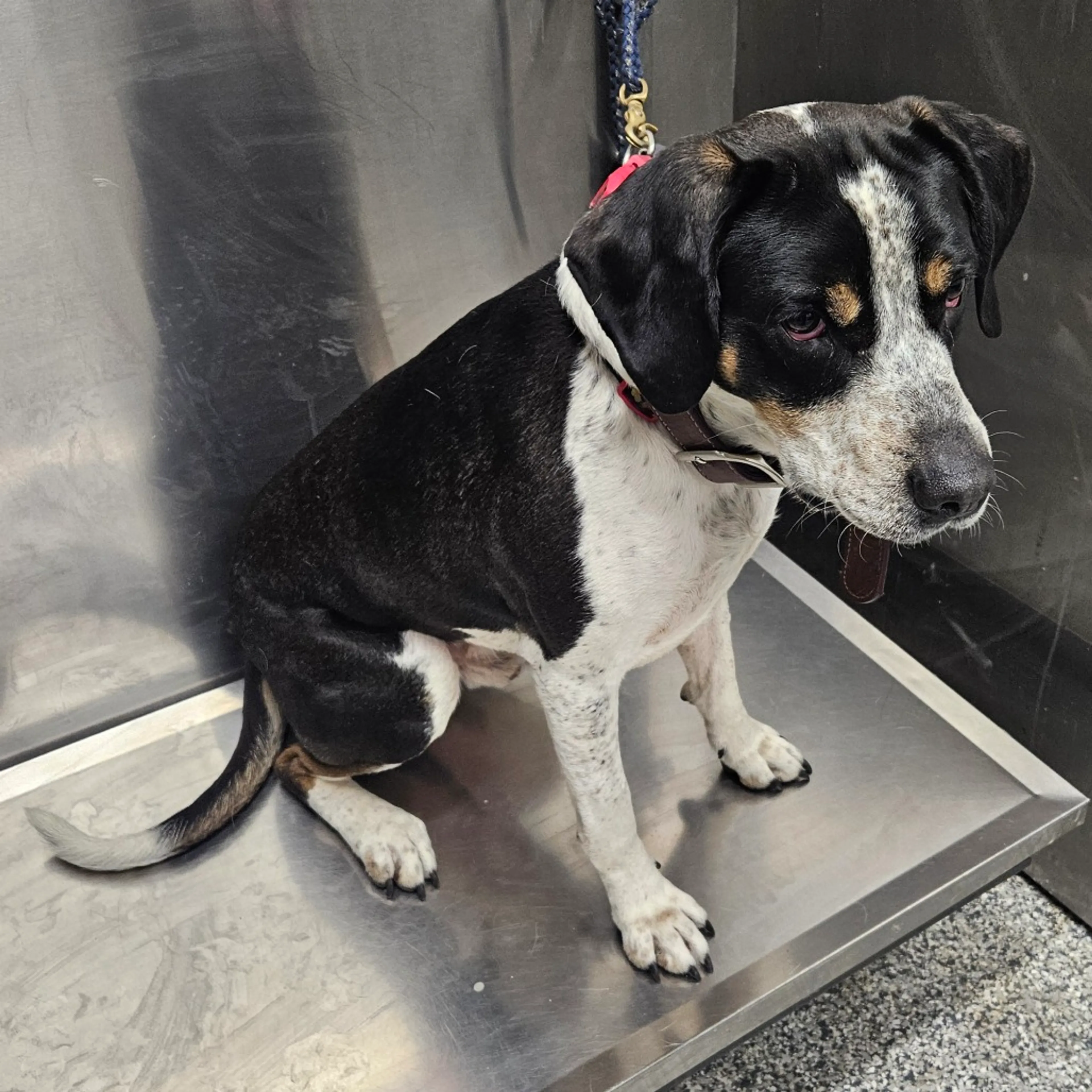 Found pet