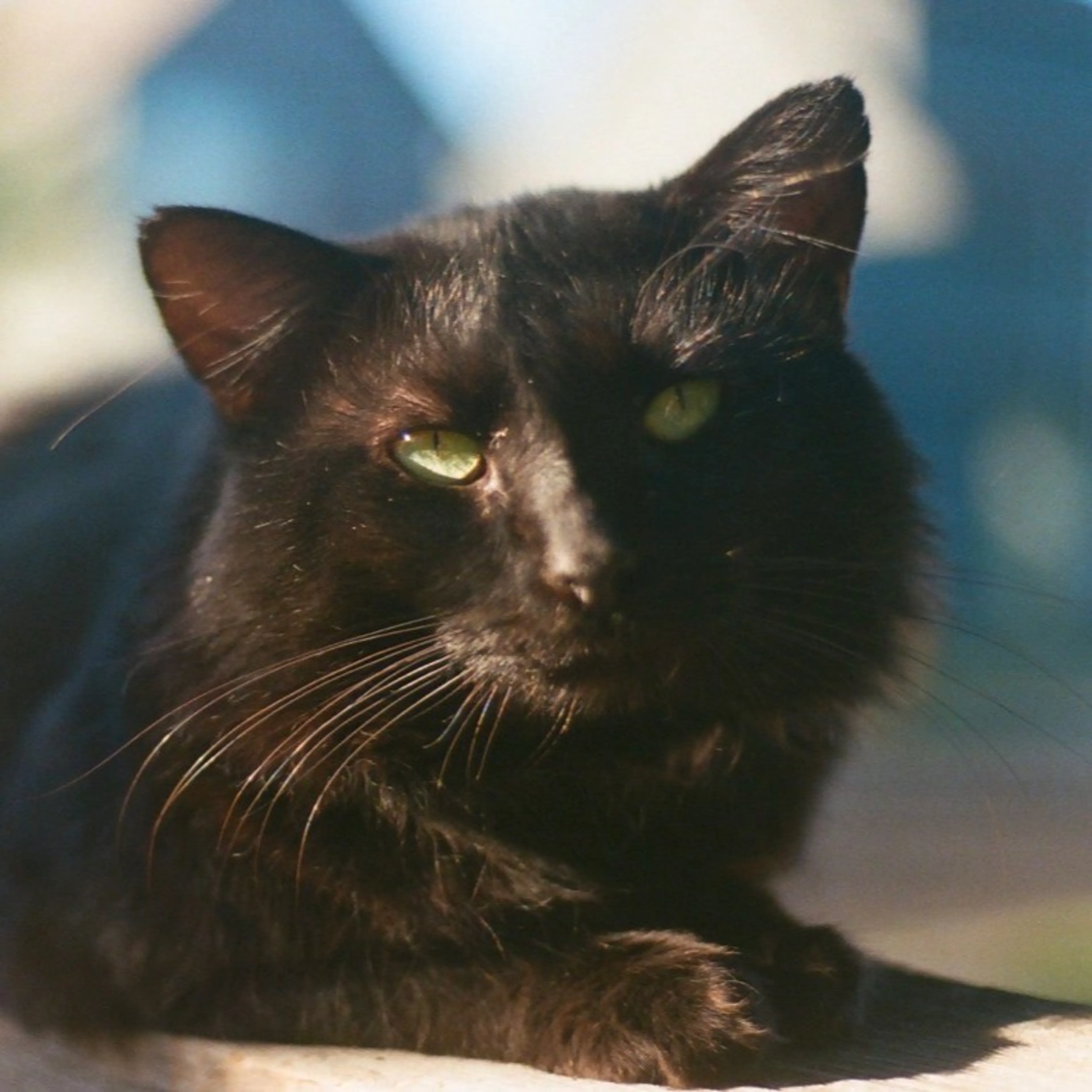 Found pet