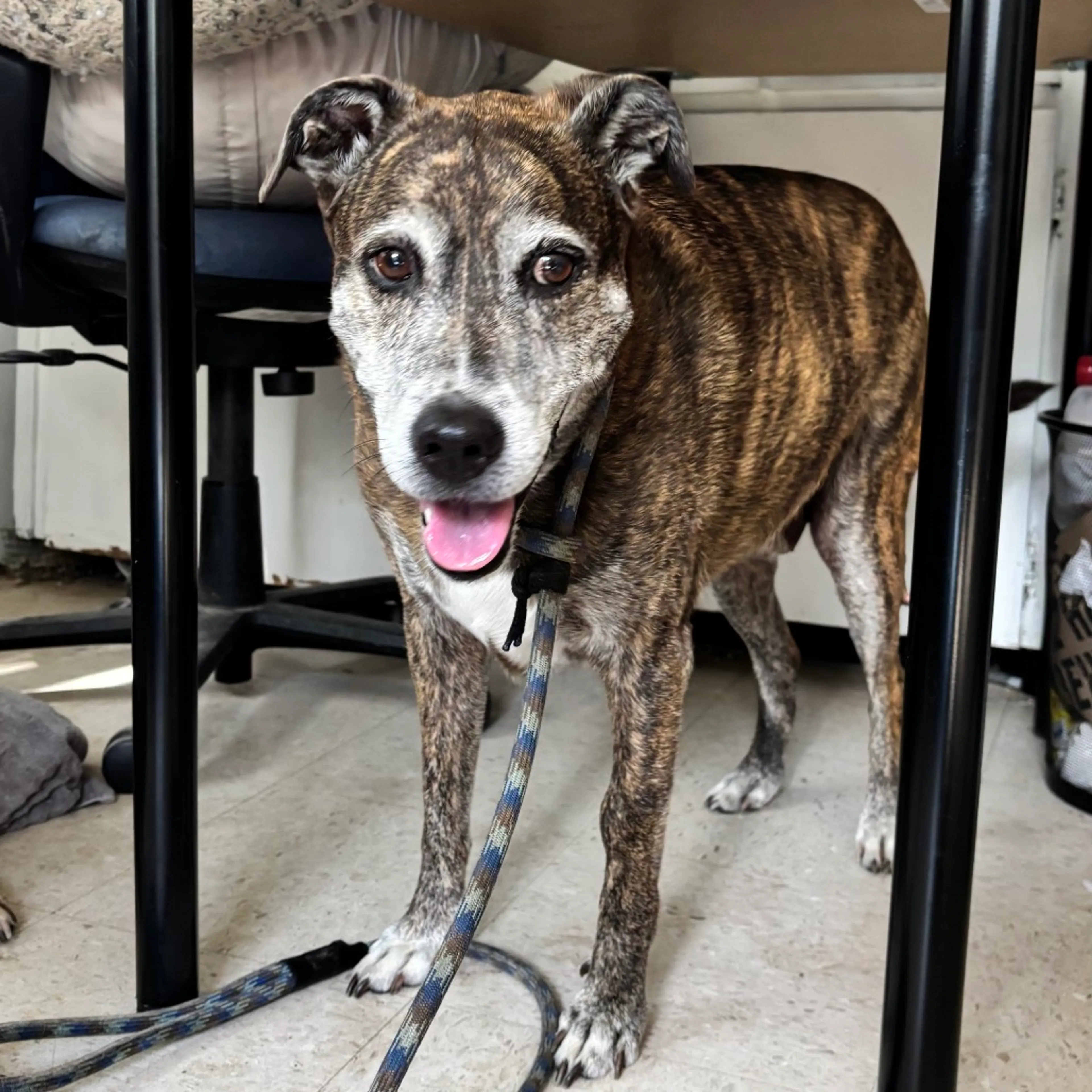 Found pet-4