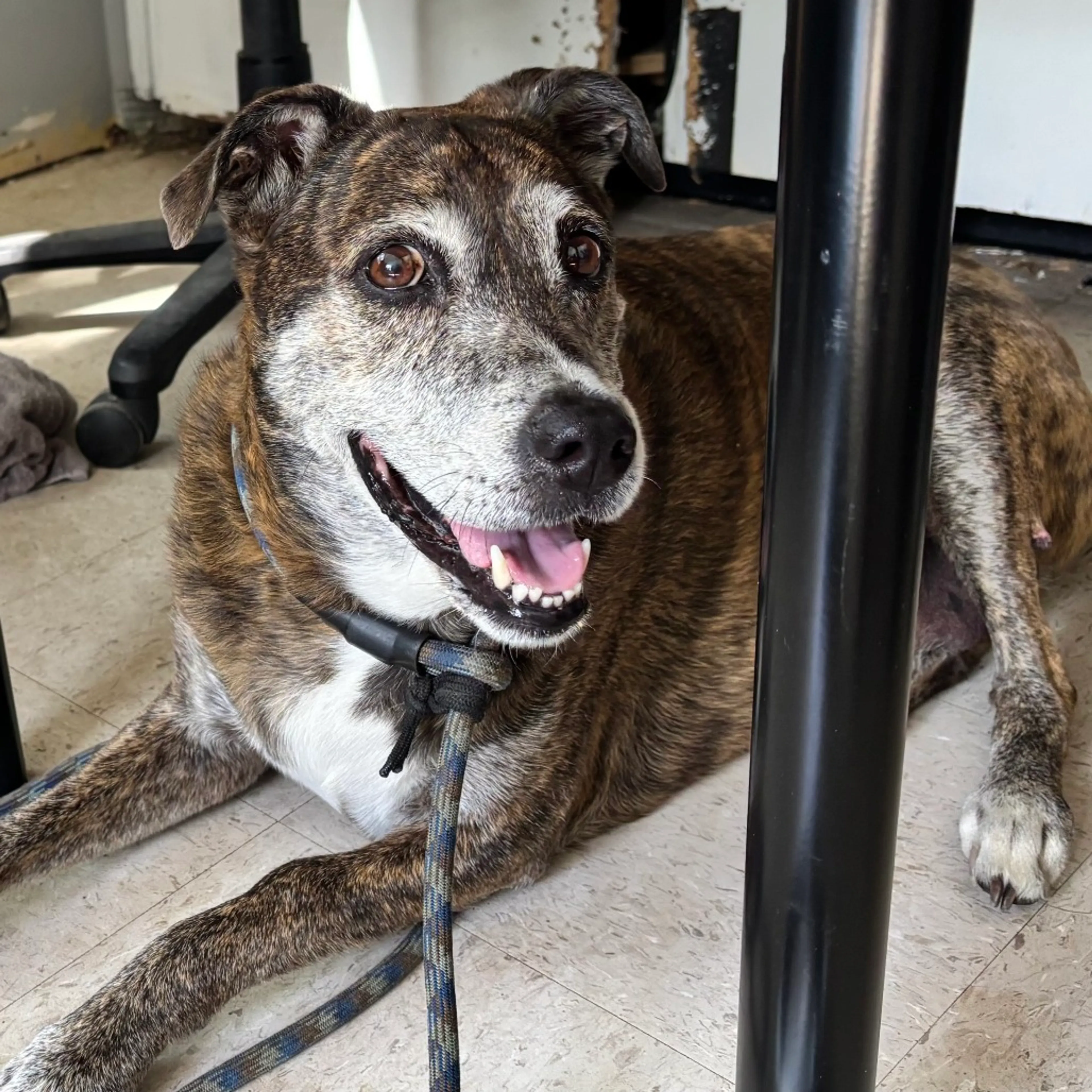 Found pet-1