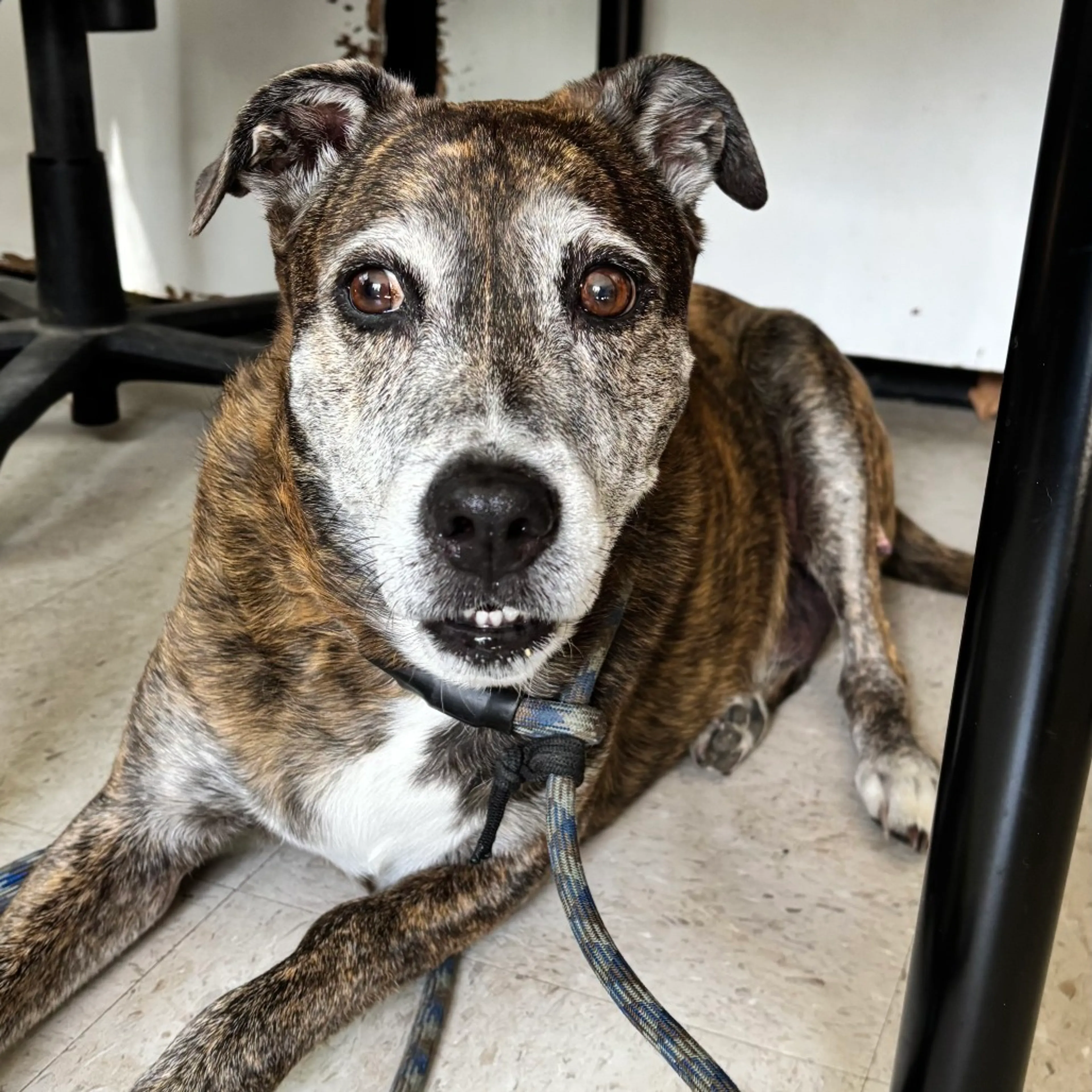 Found pet-7
