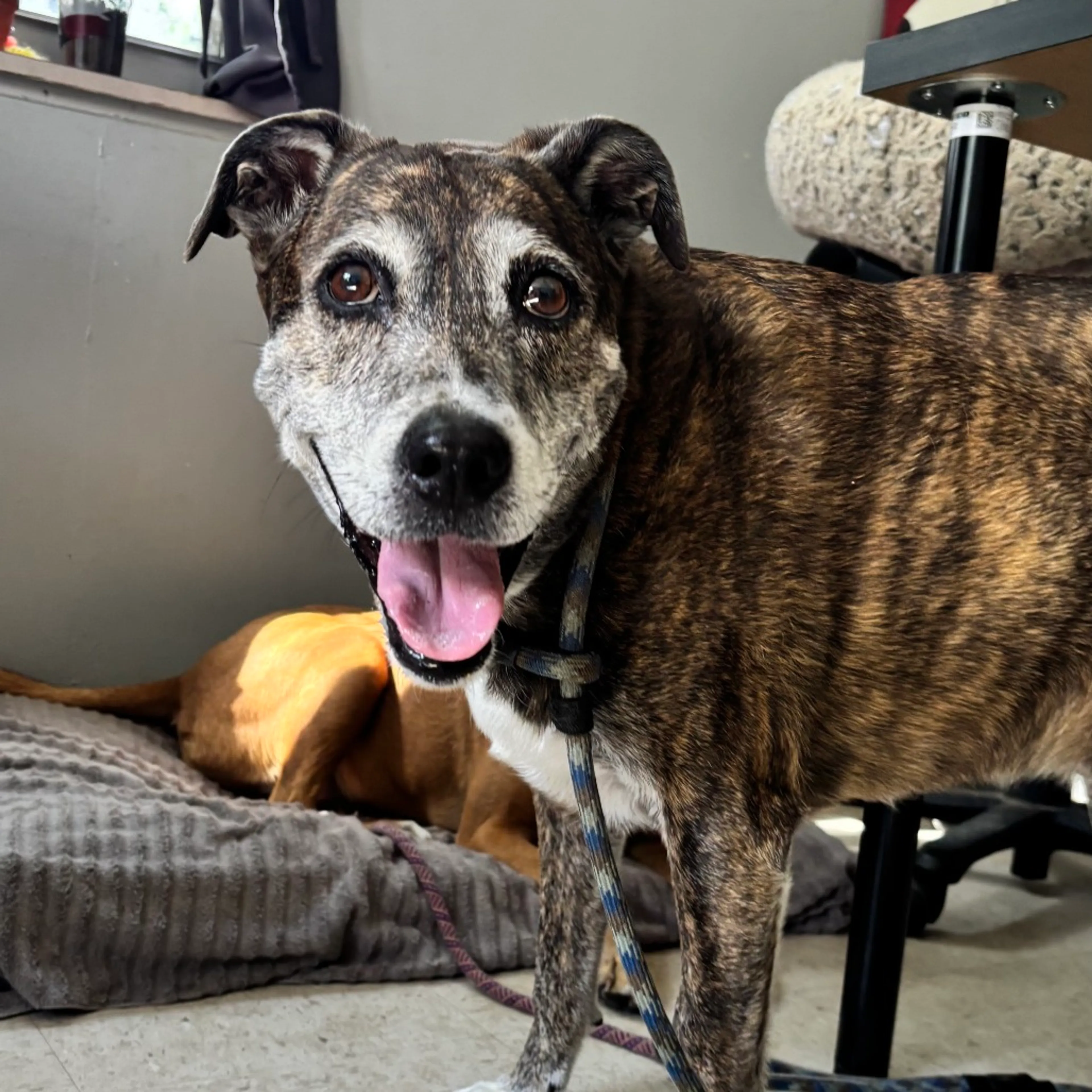 Found pet-3
