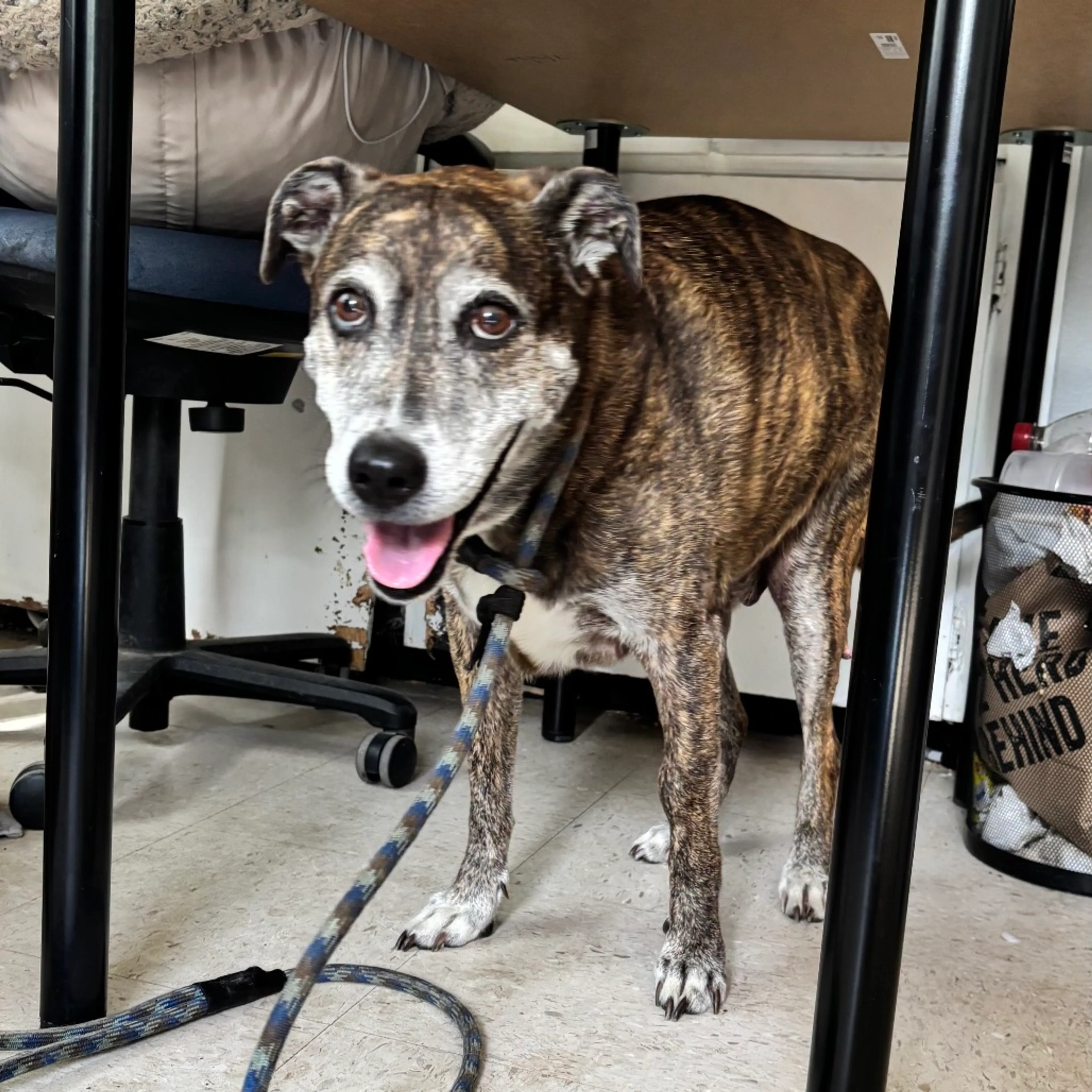 Found pet-5
