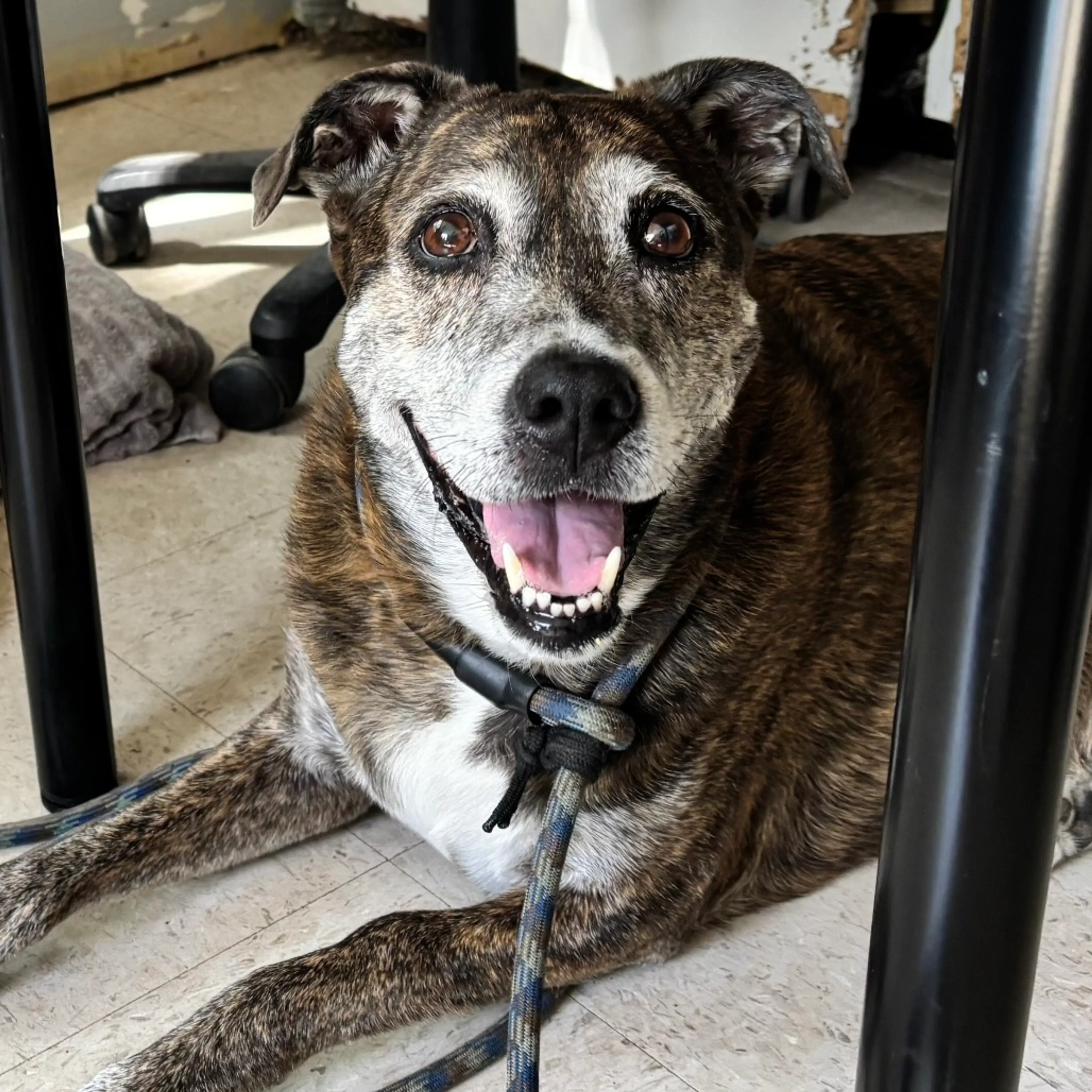 Found pet-9