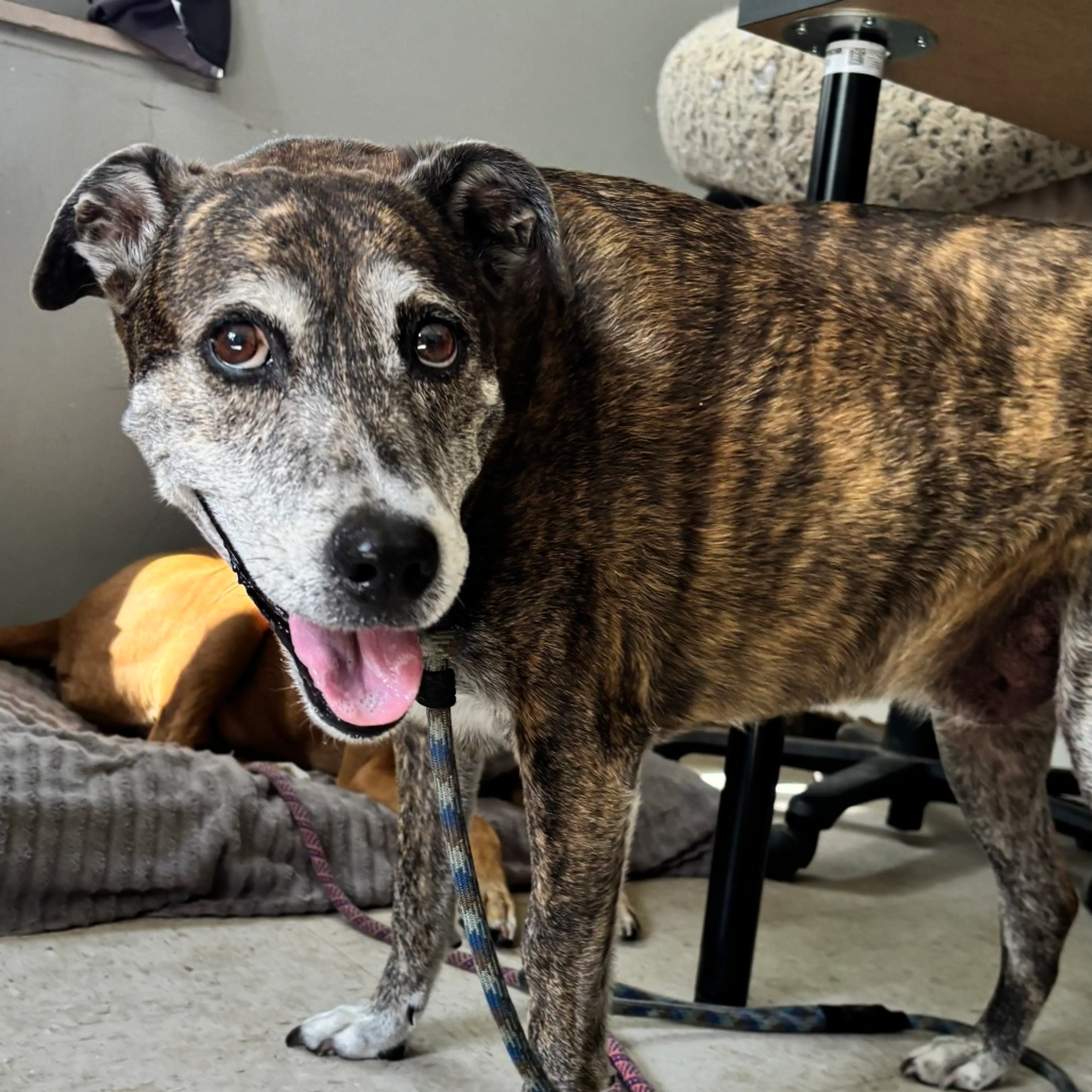 Found pet-2
