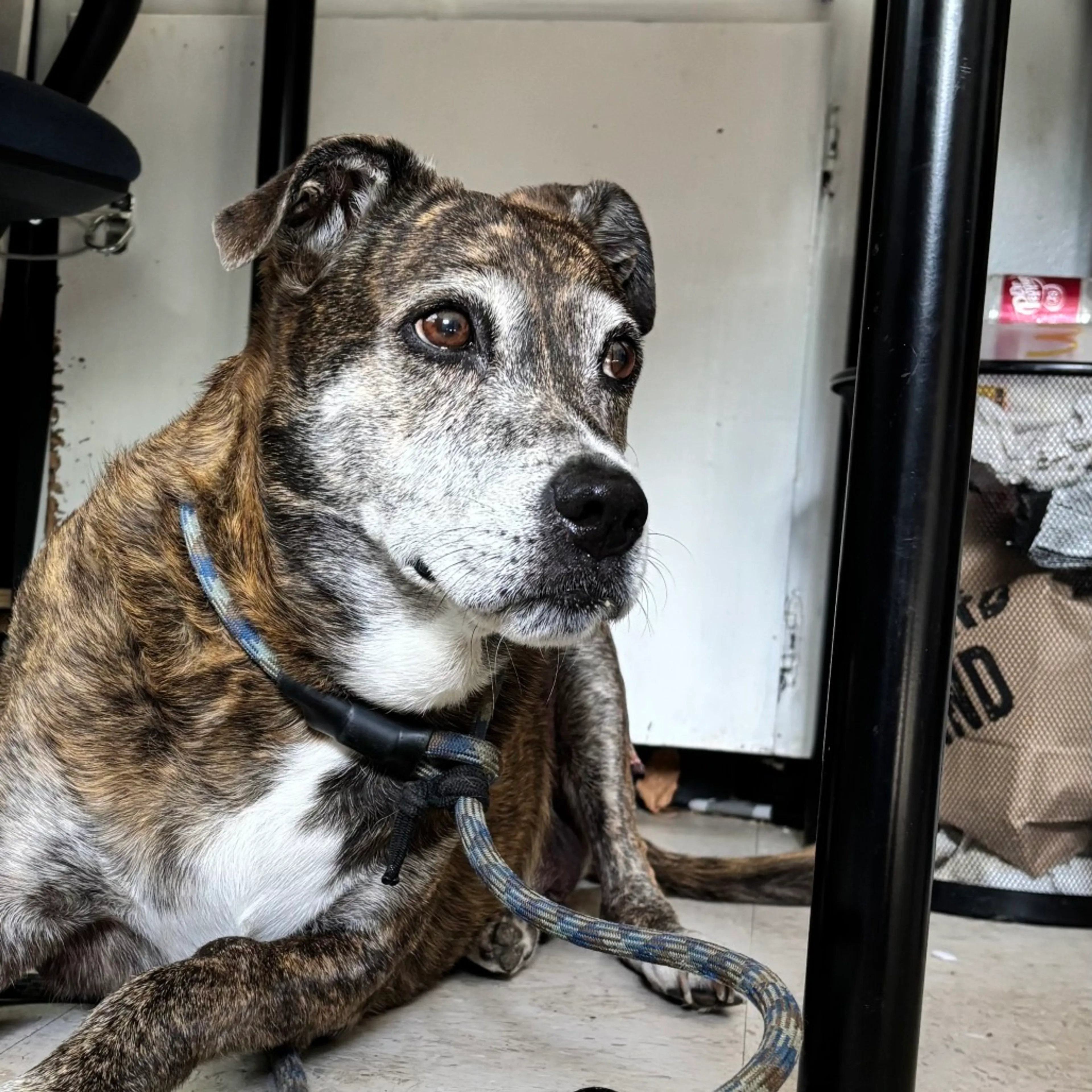 Found pet-6