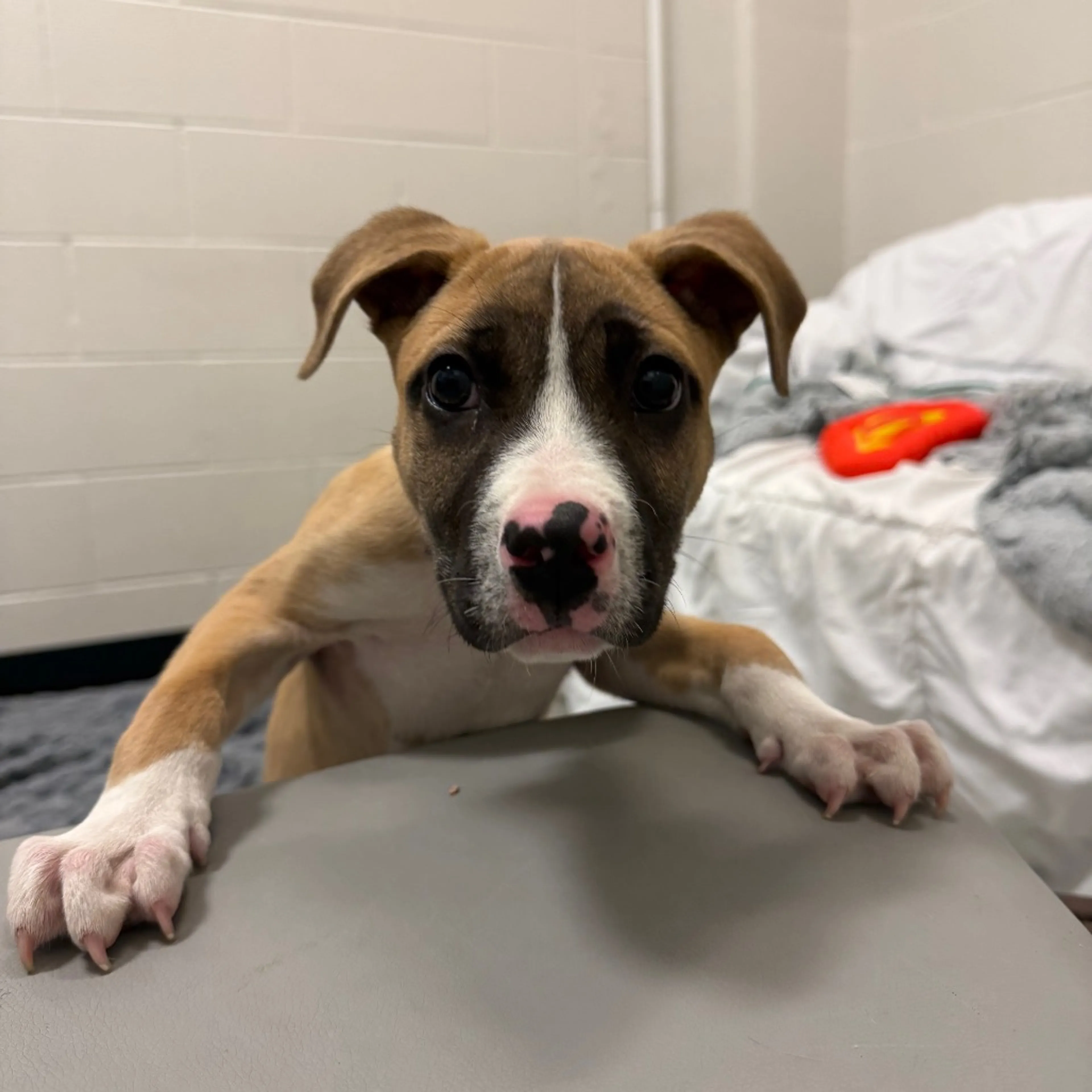 Found pet-4