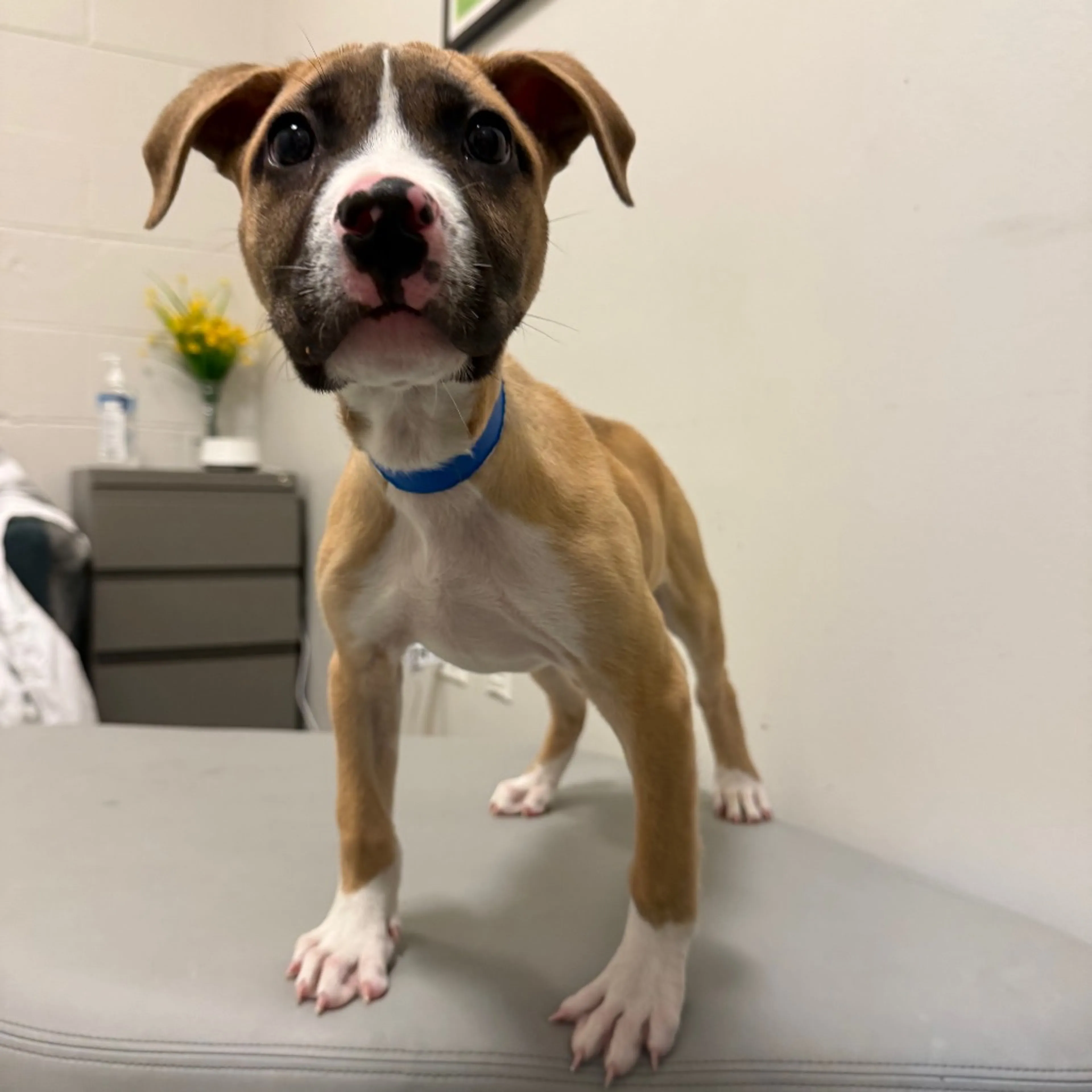 Found pet-2