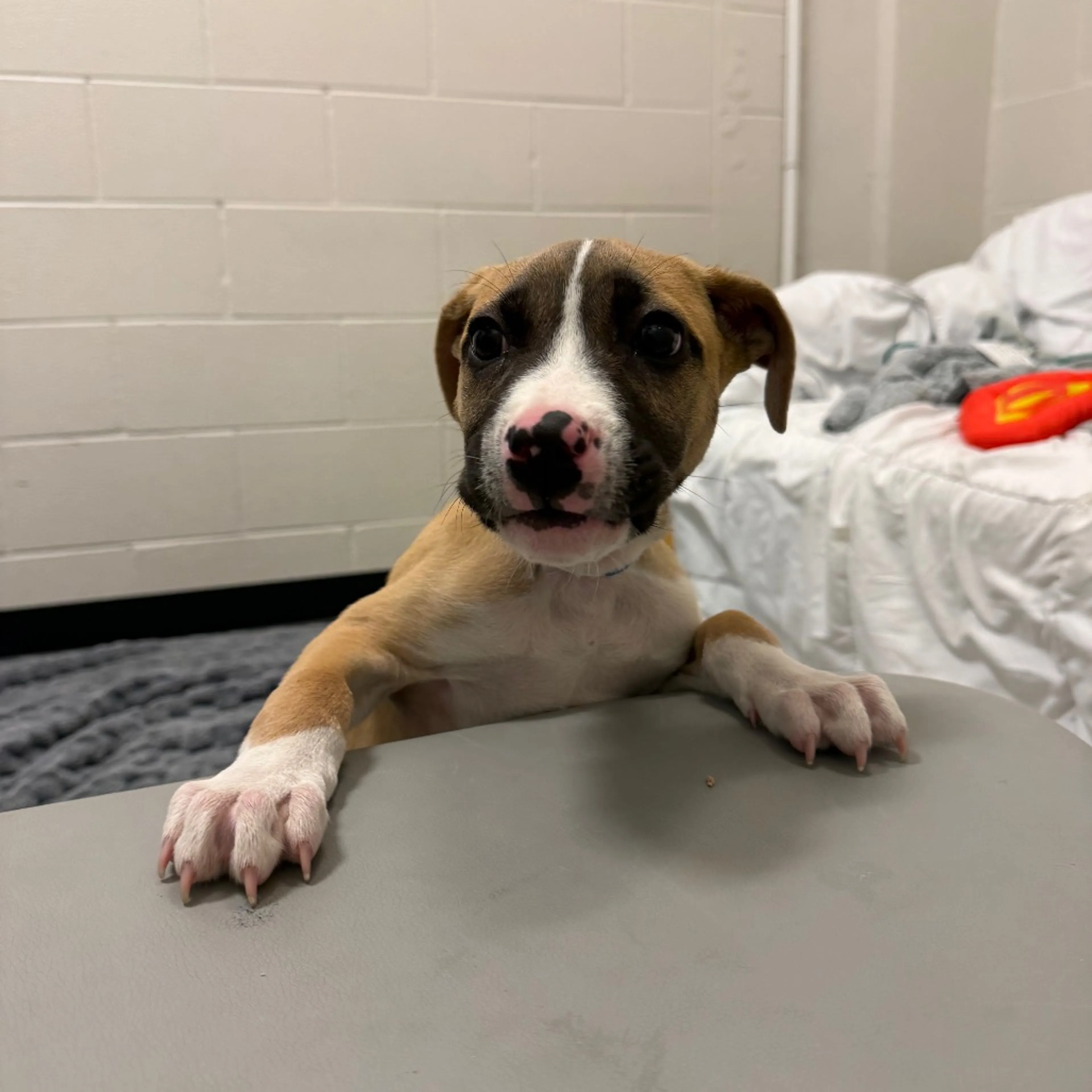 Found pet-3