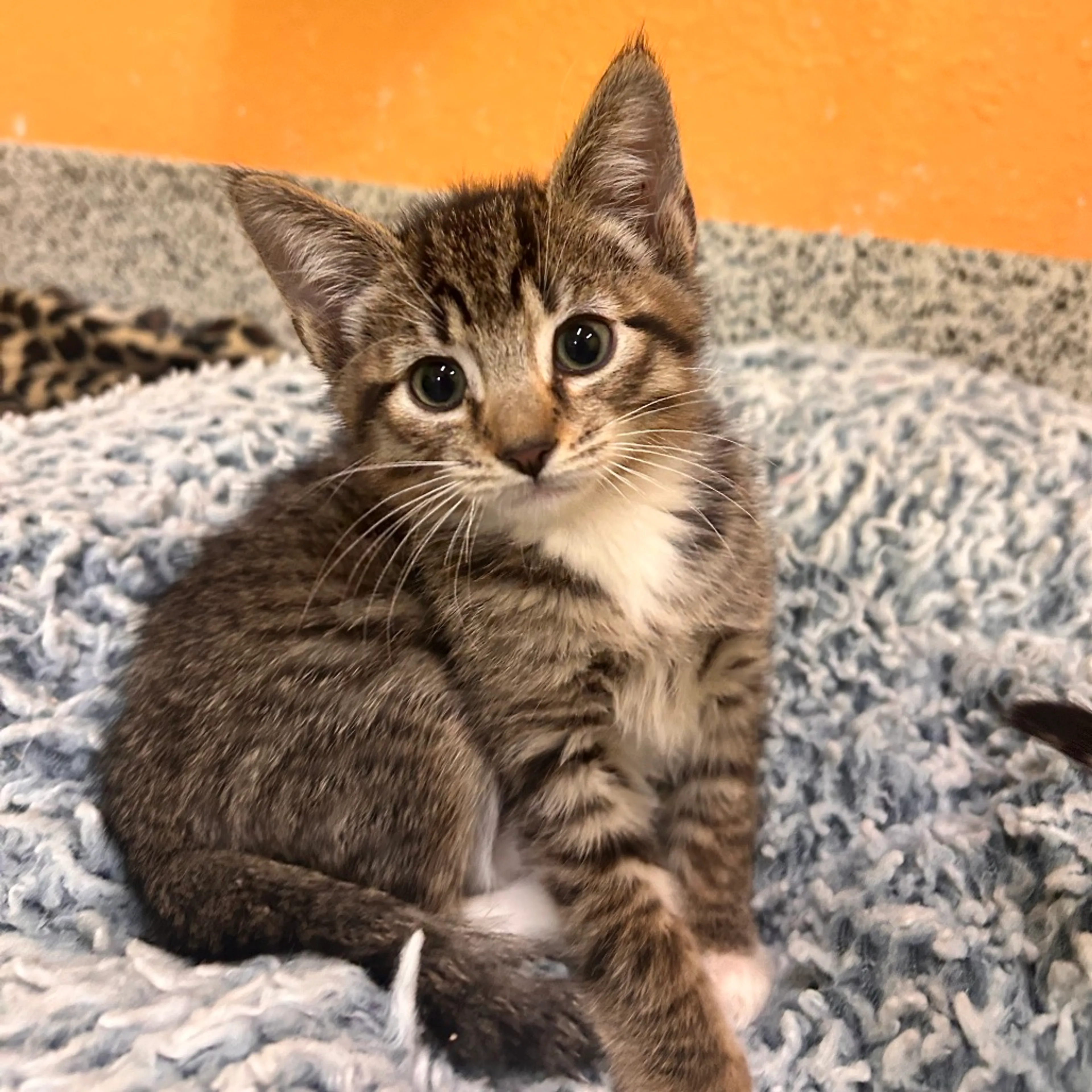 Found pet-3