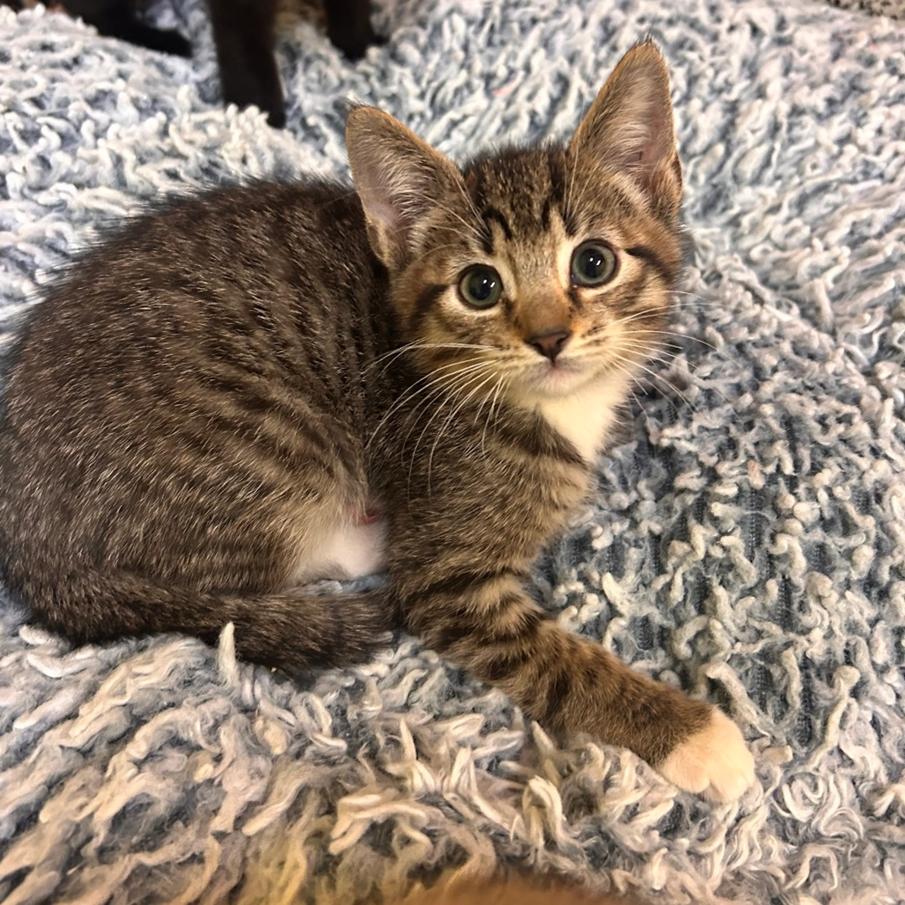 Found pet-1