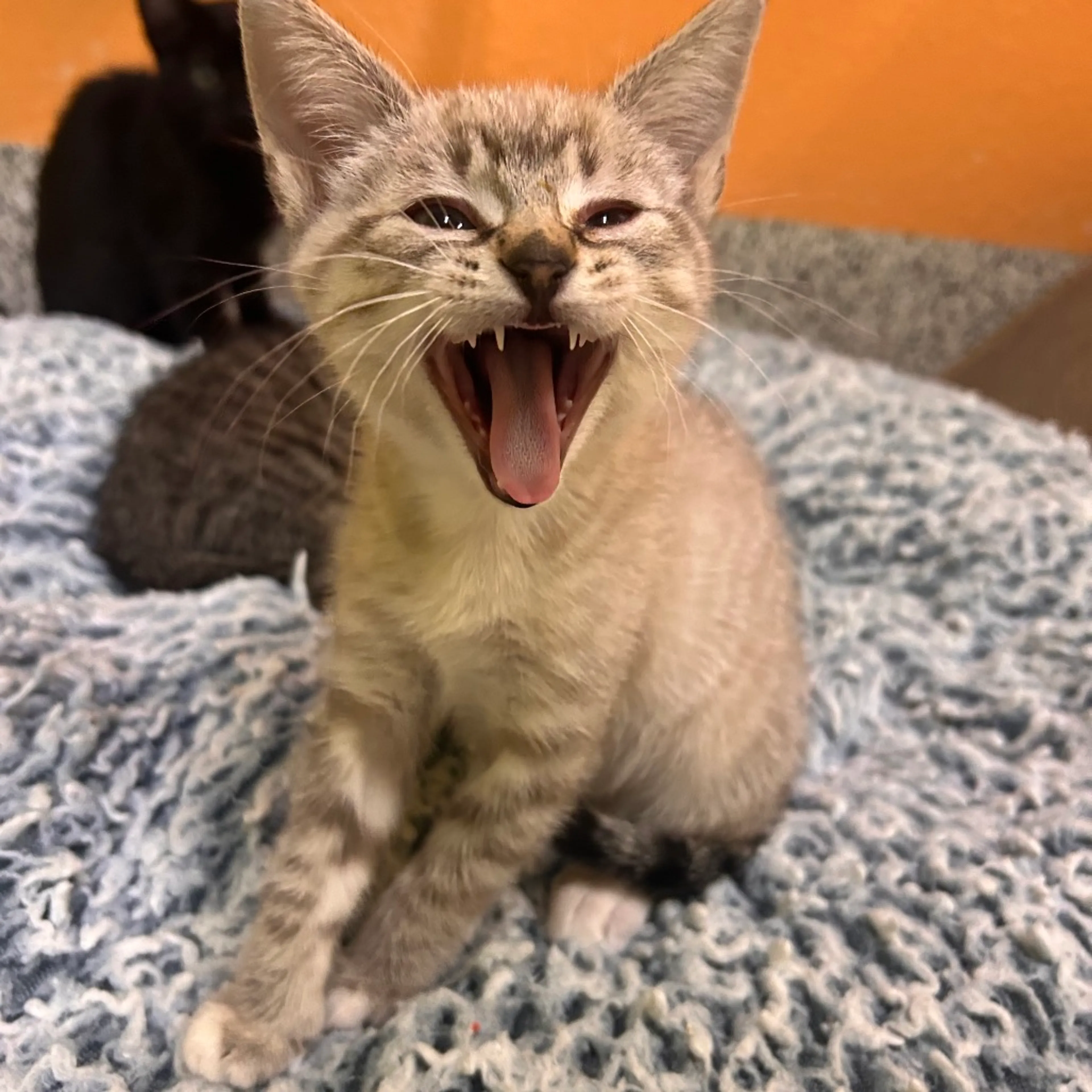 Found pet-1