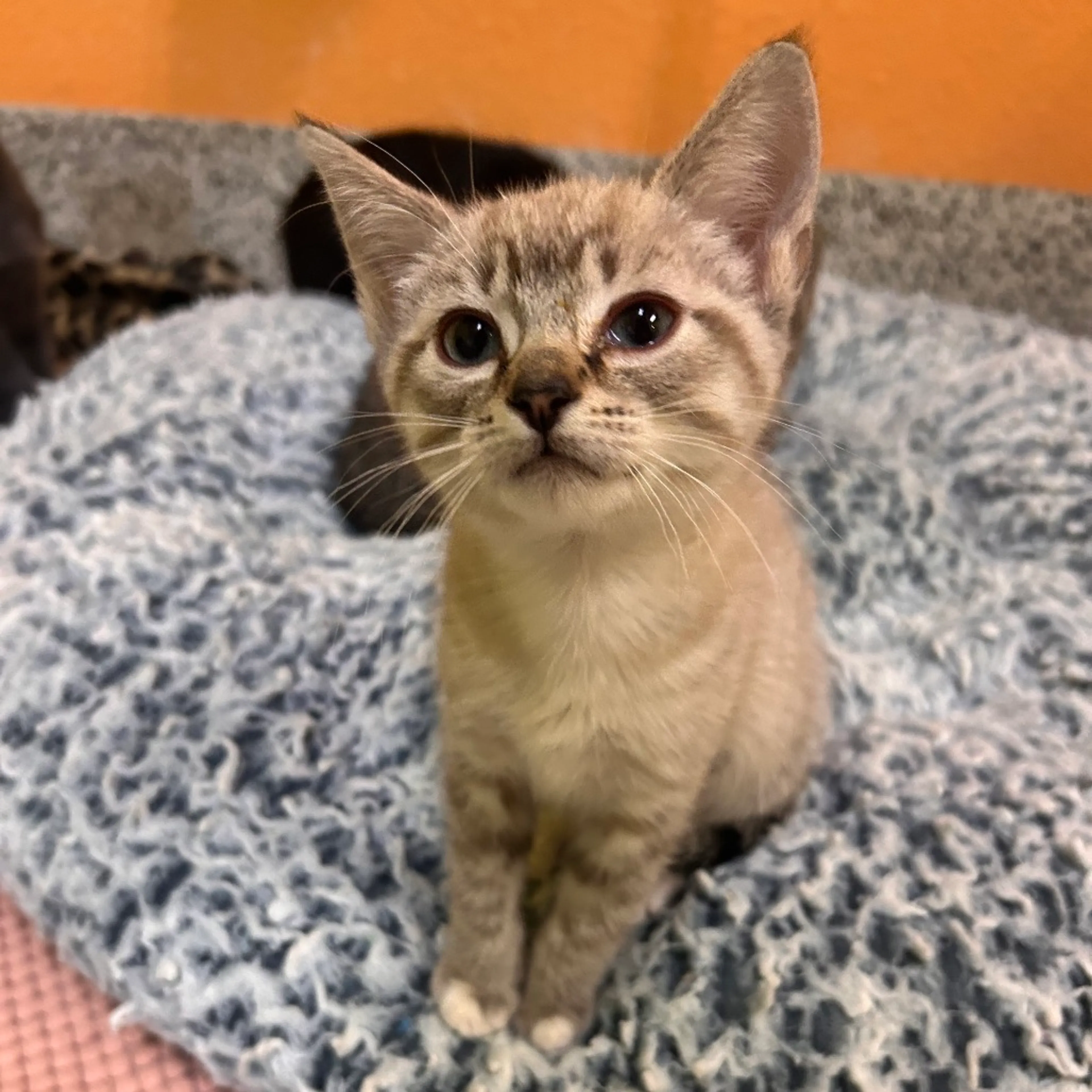 Found pet-2