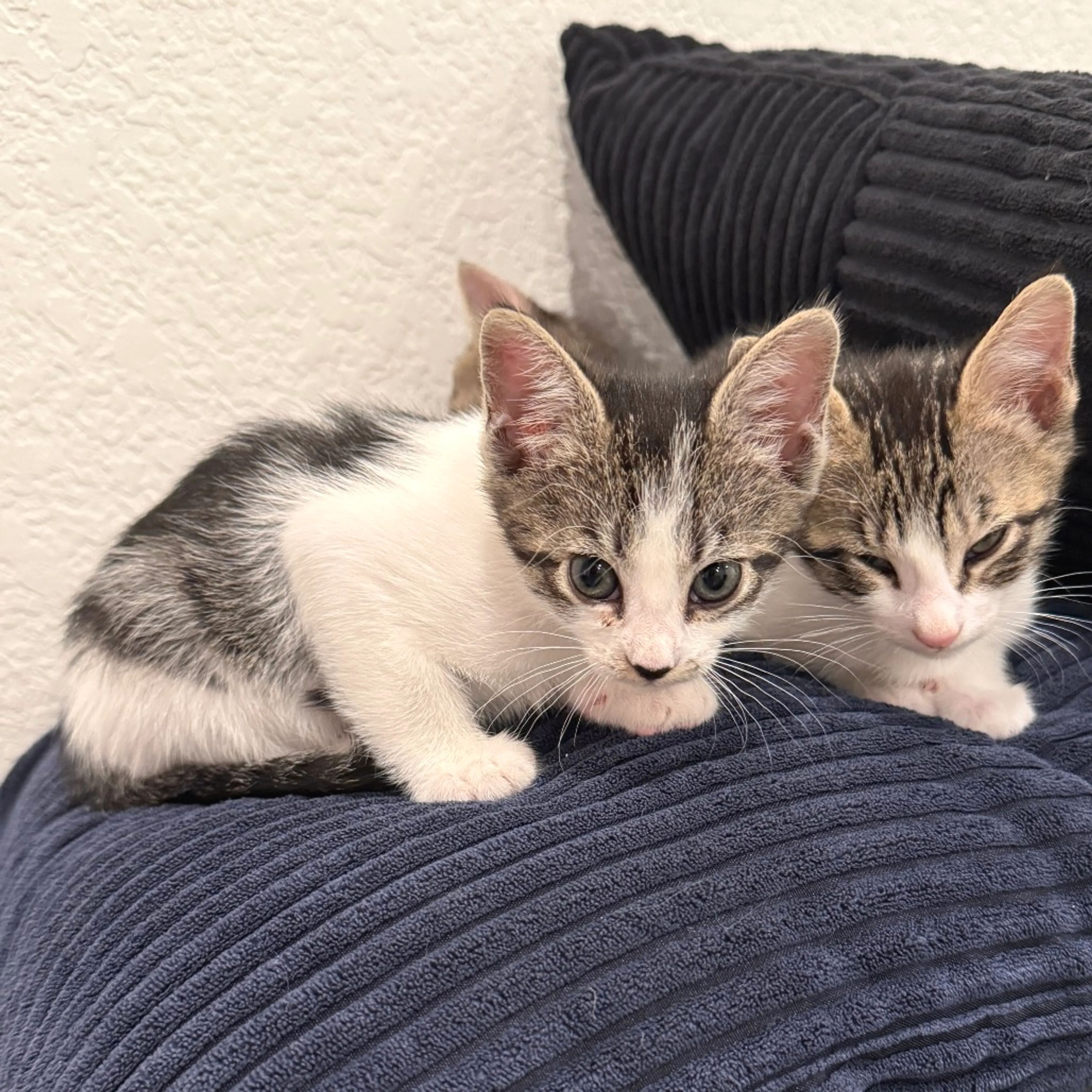 Found pet-5