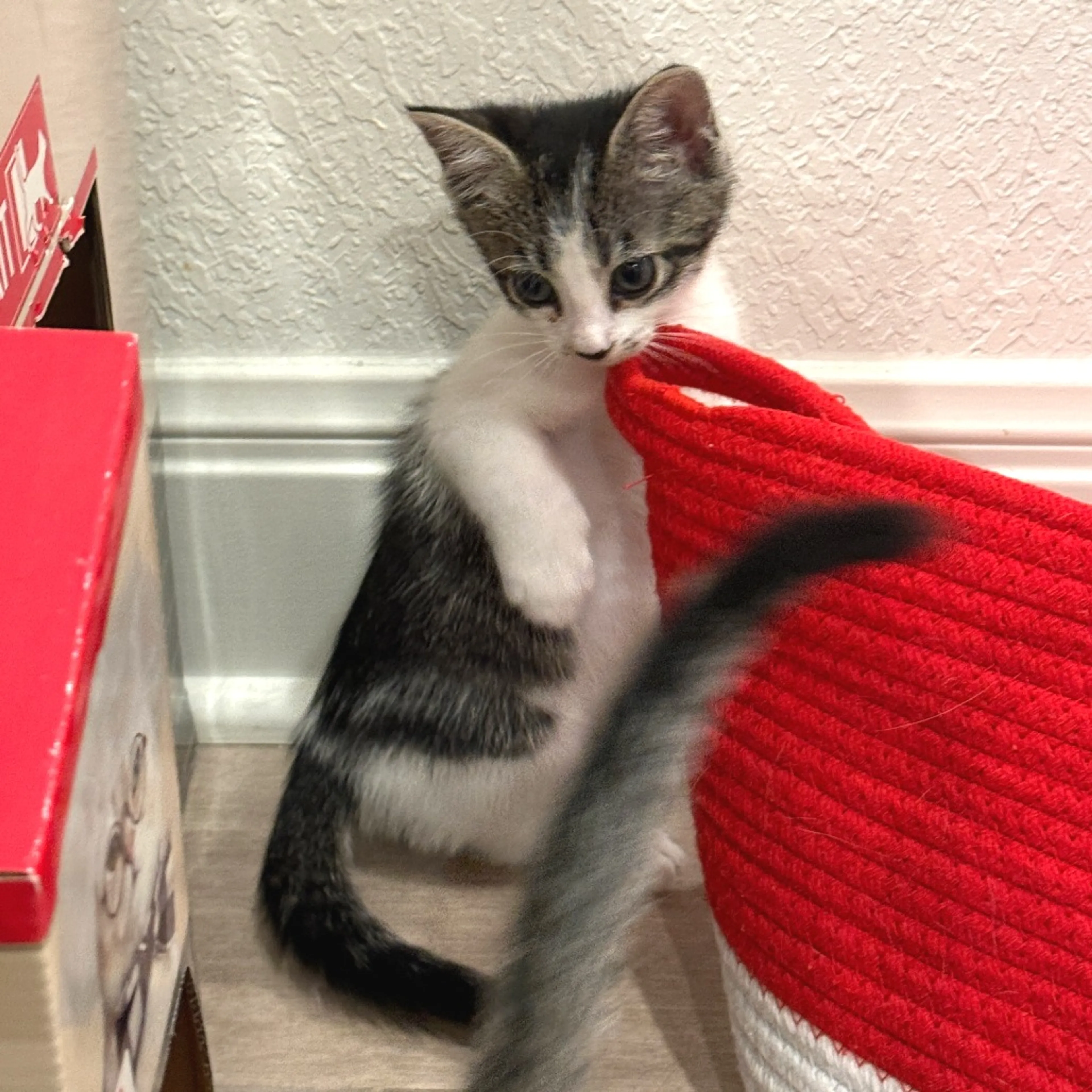 Found pet-4