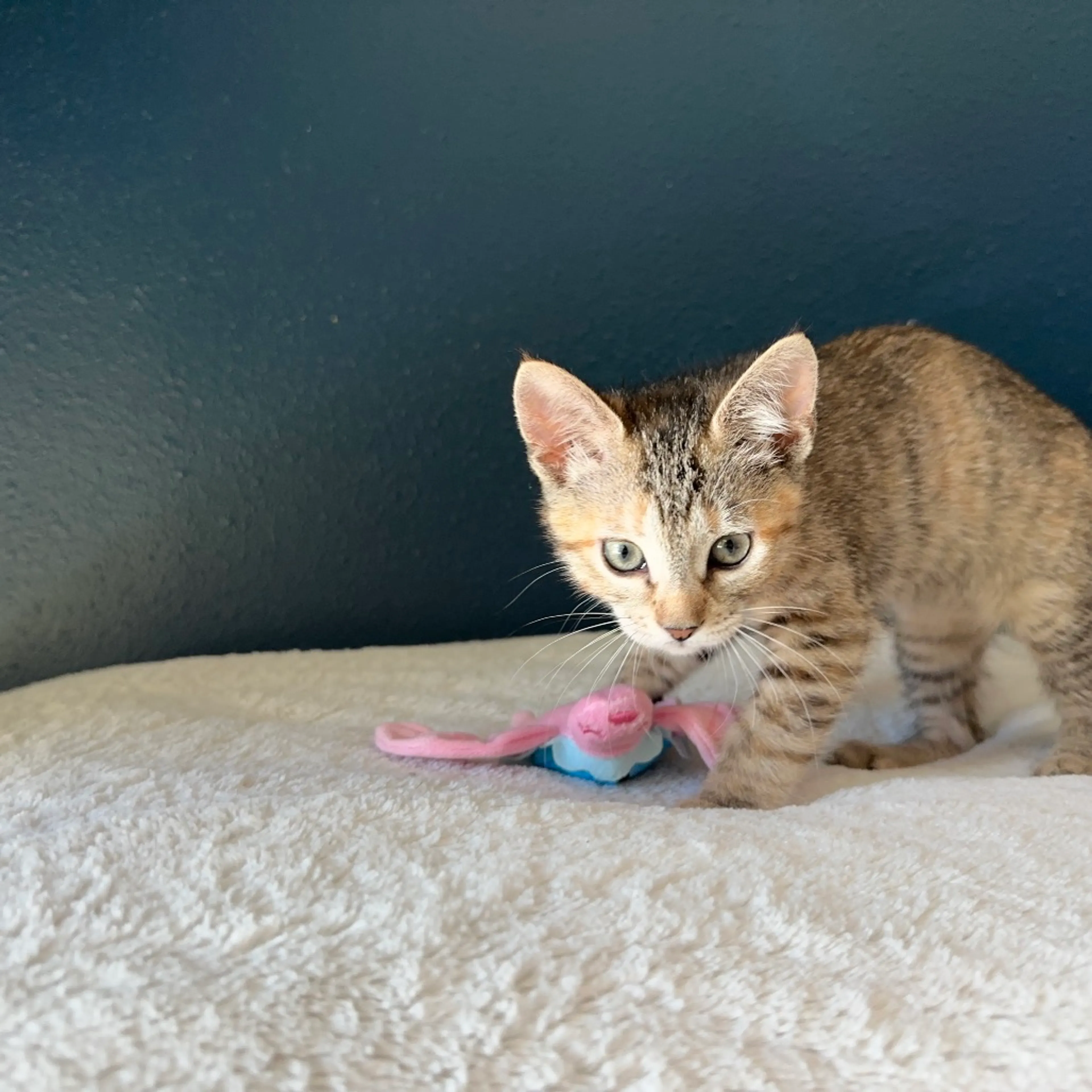 Found pet-5
