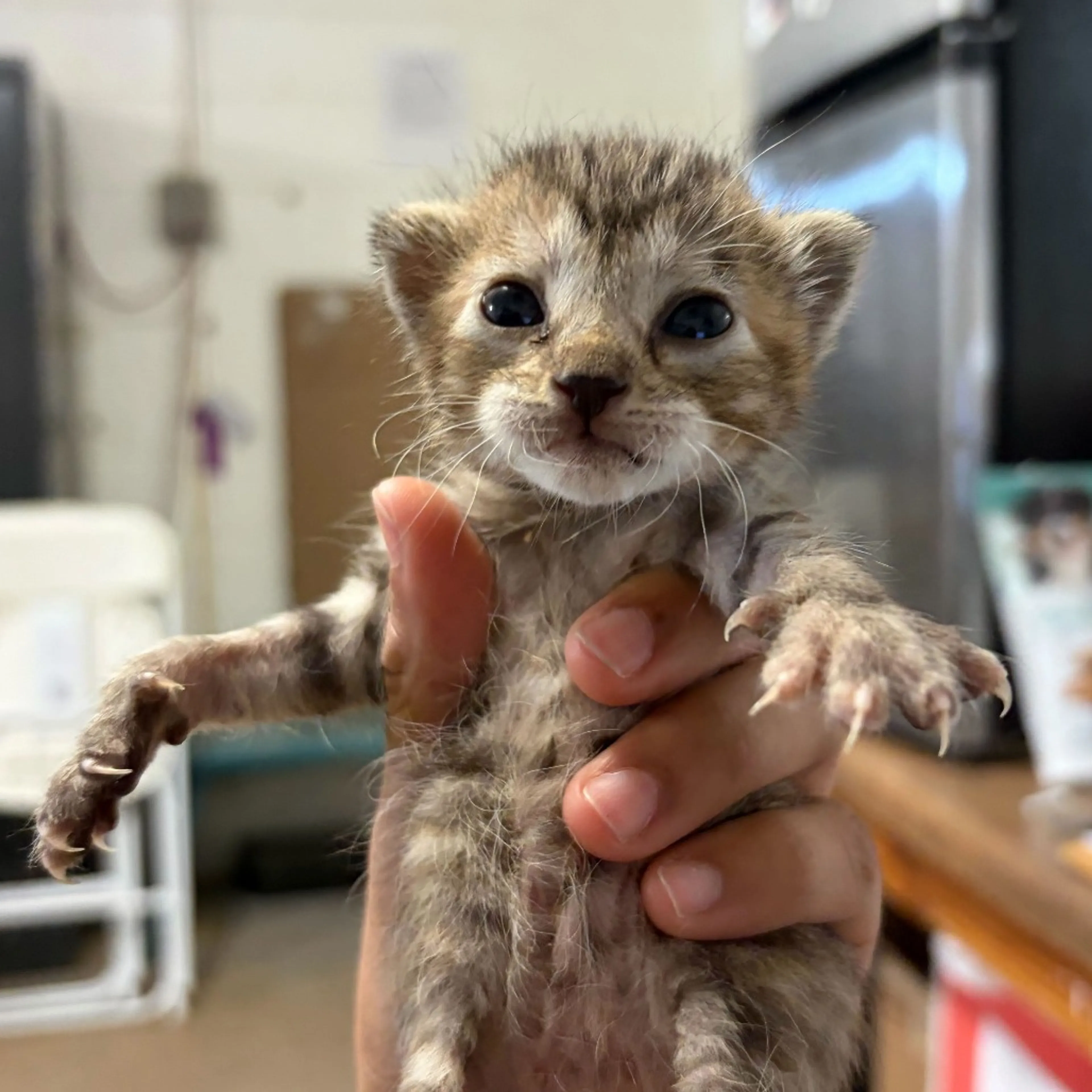 Found pet-1