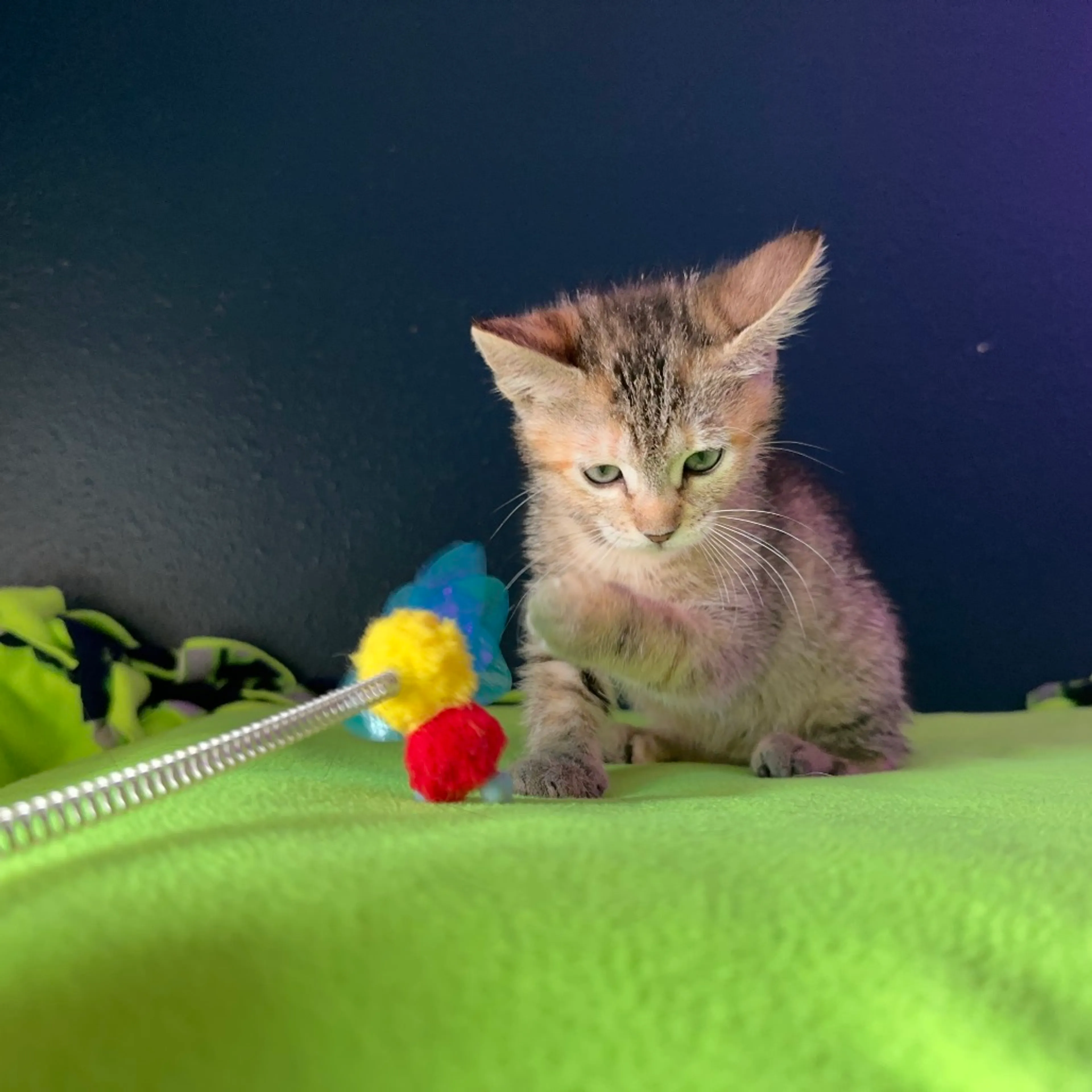 Found pet-4