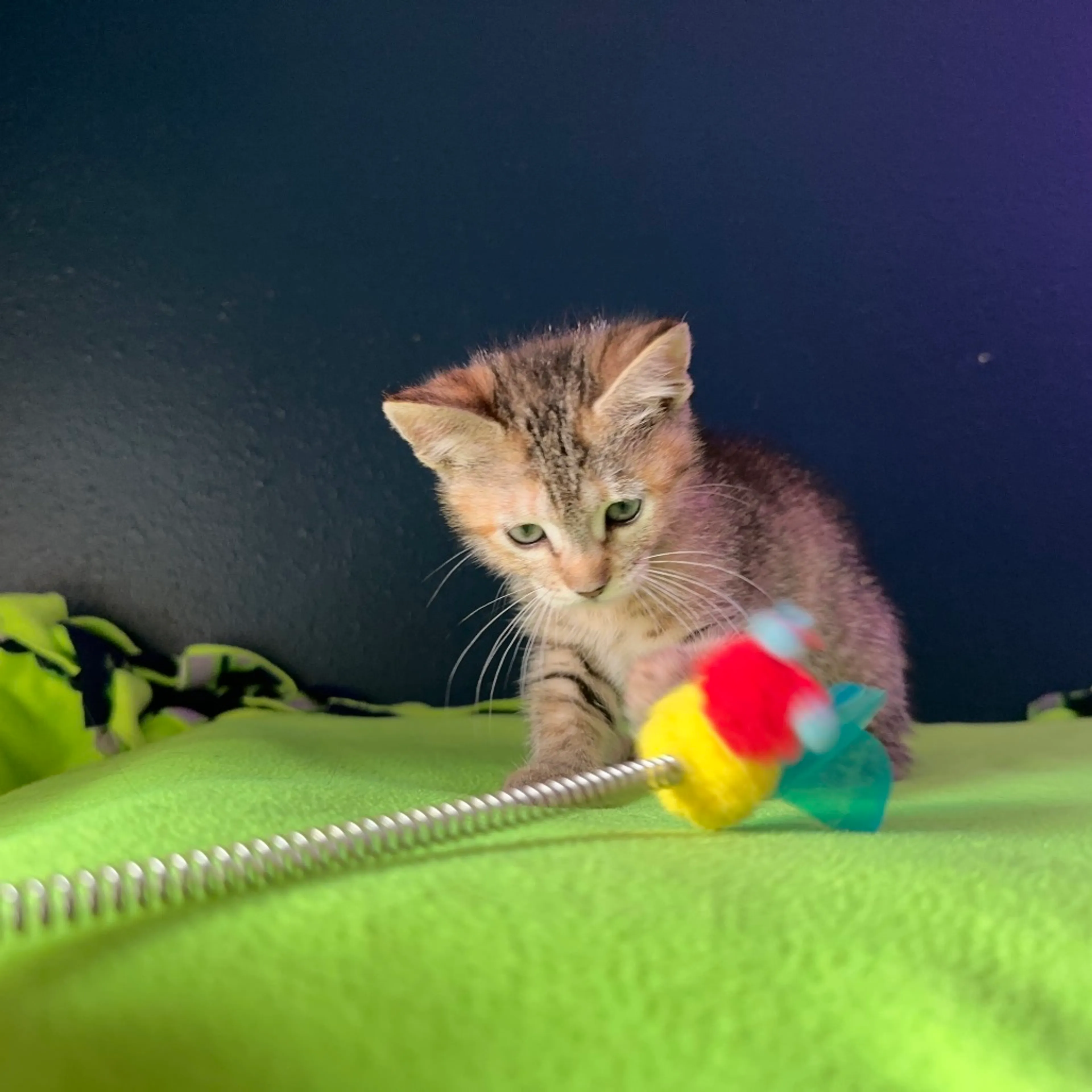 Found pet-3
