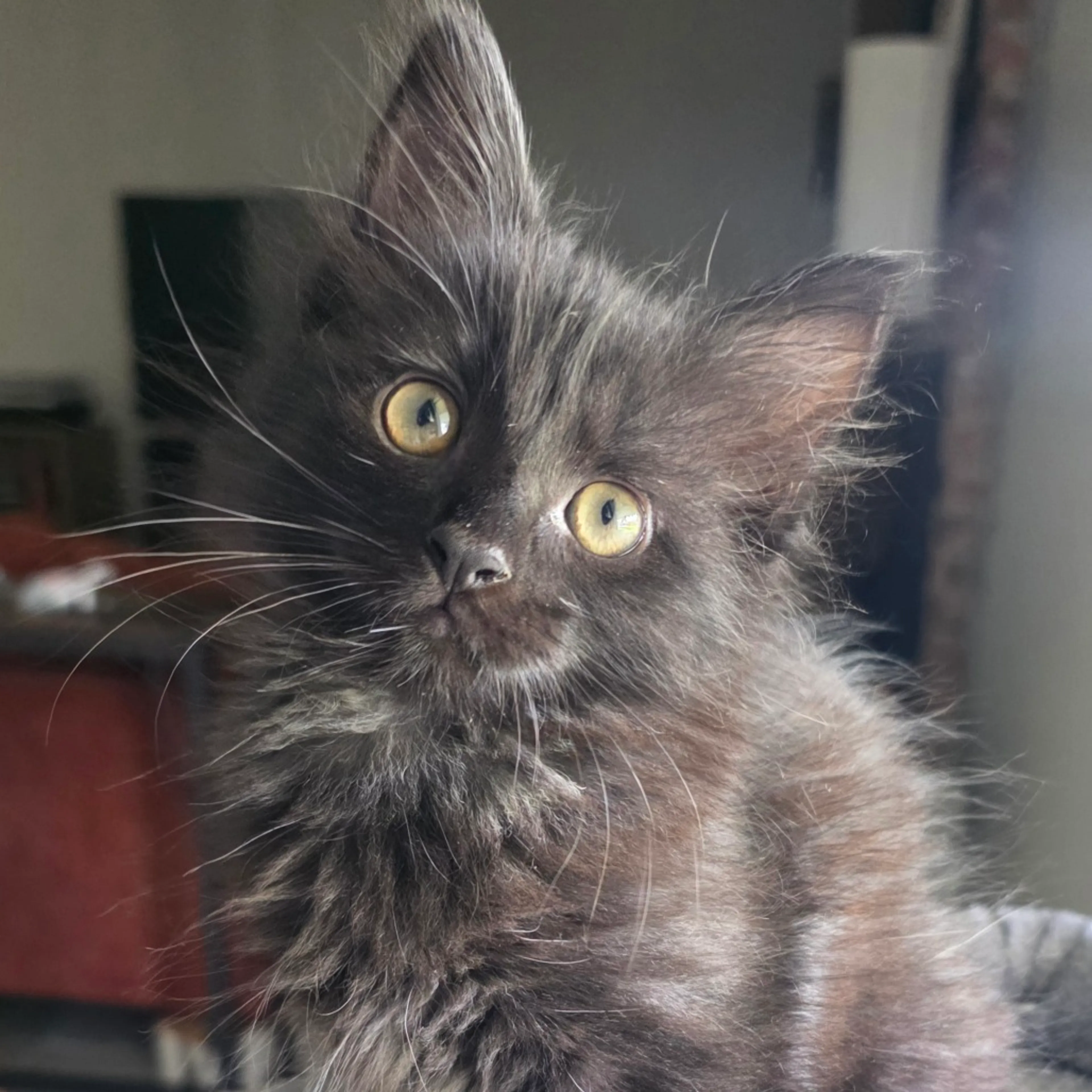 Found pet-0