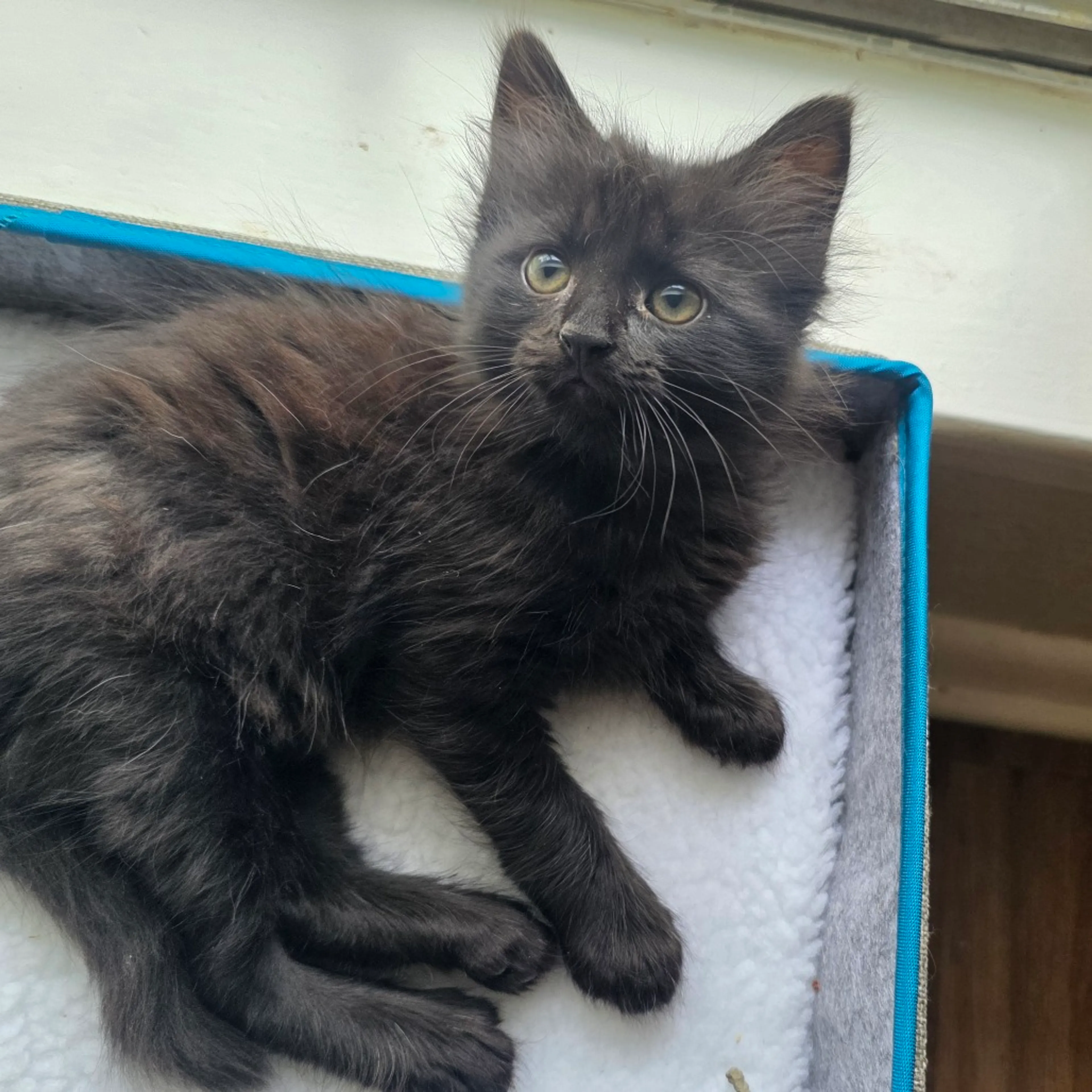 Found pet-1