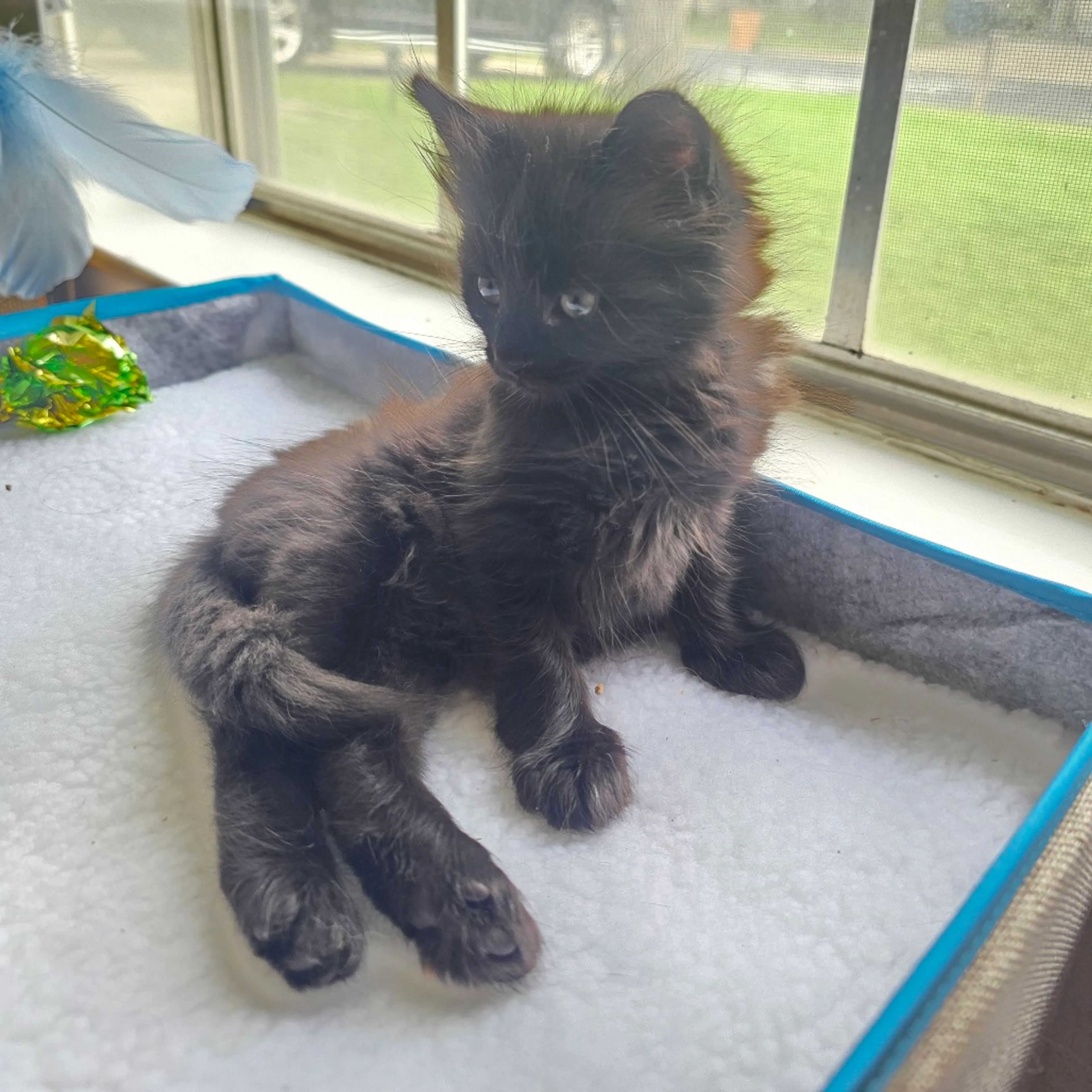 Found pet-2