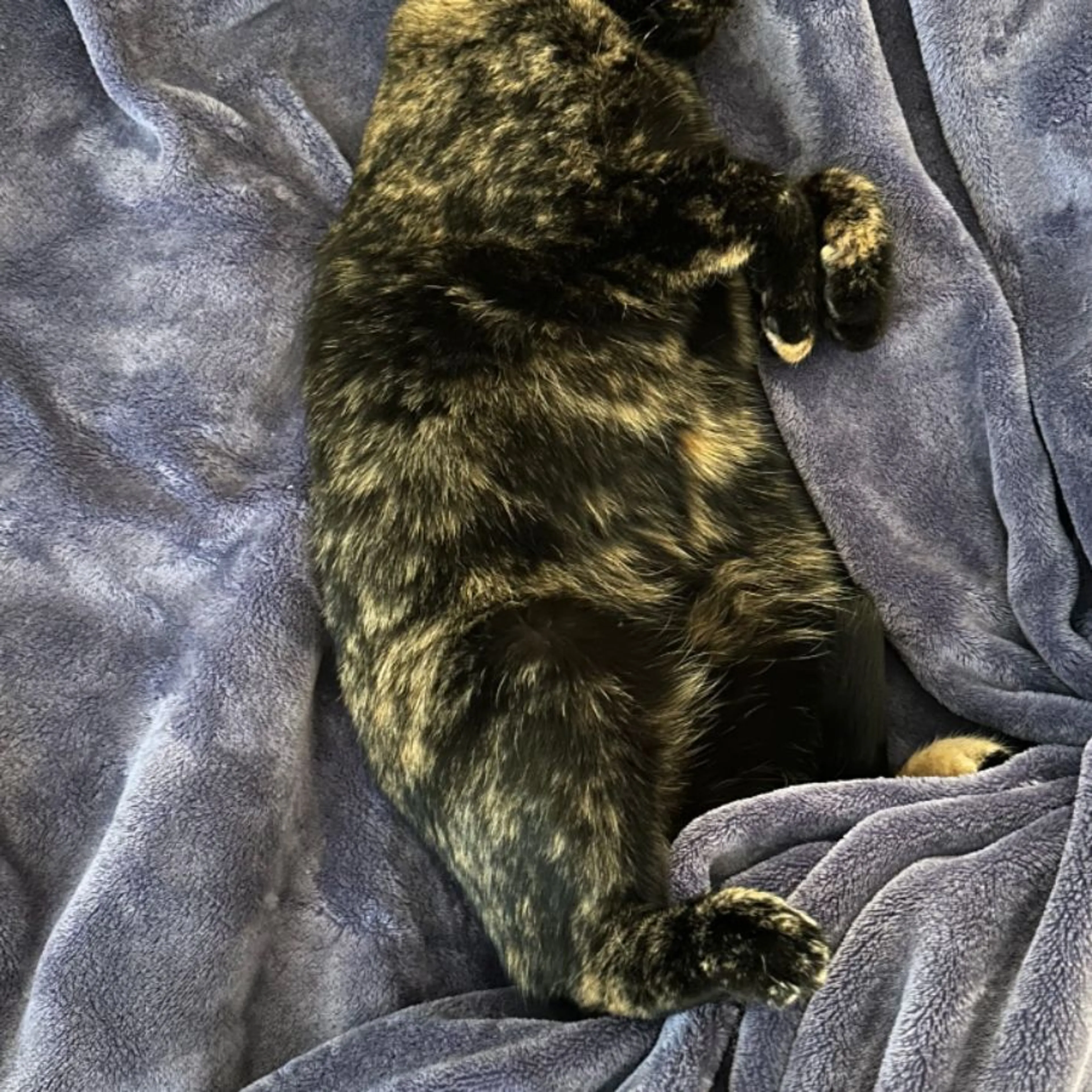 Lost pet