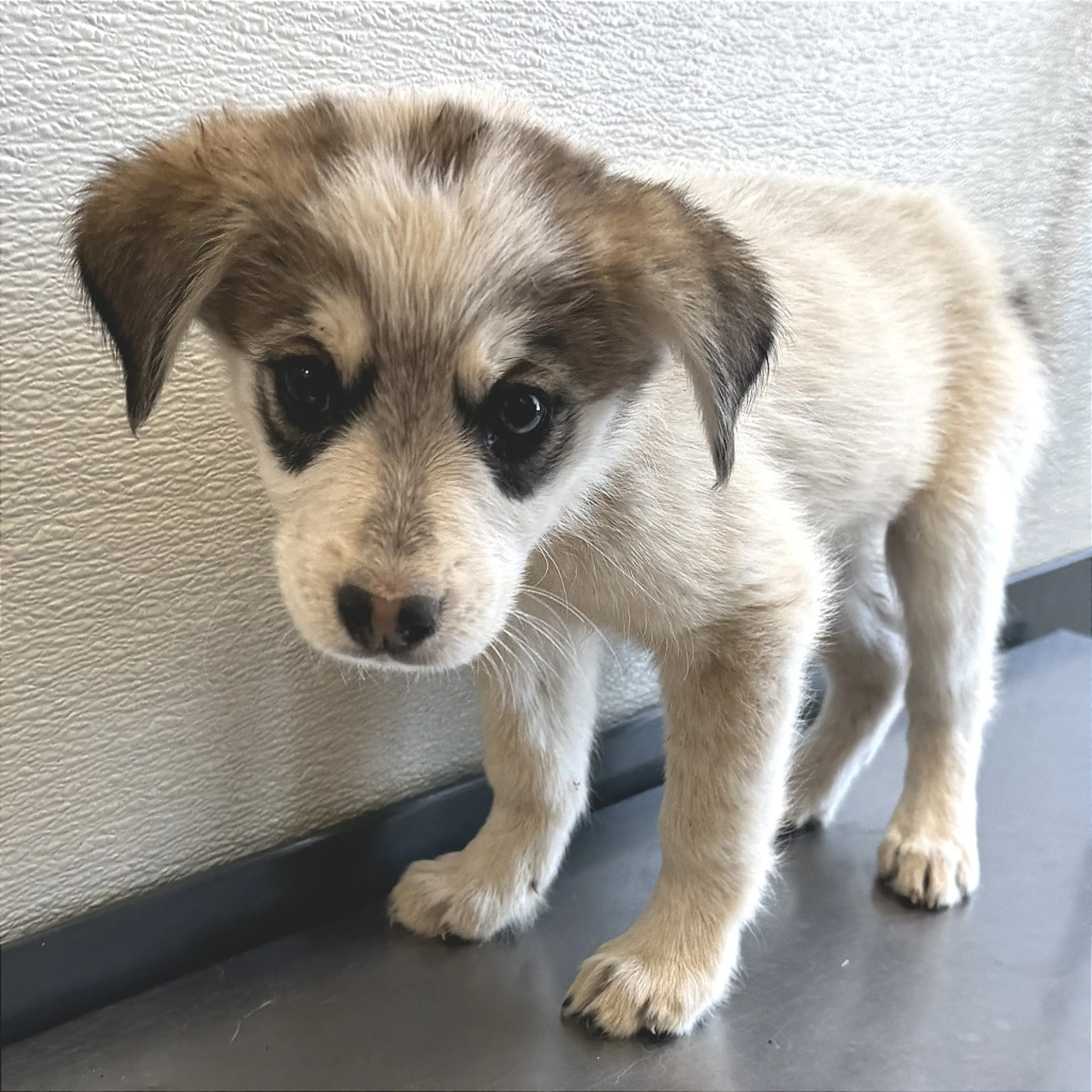 Found pet-1