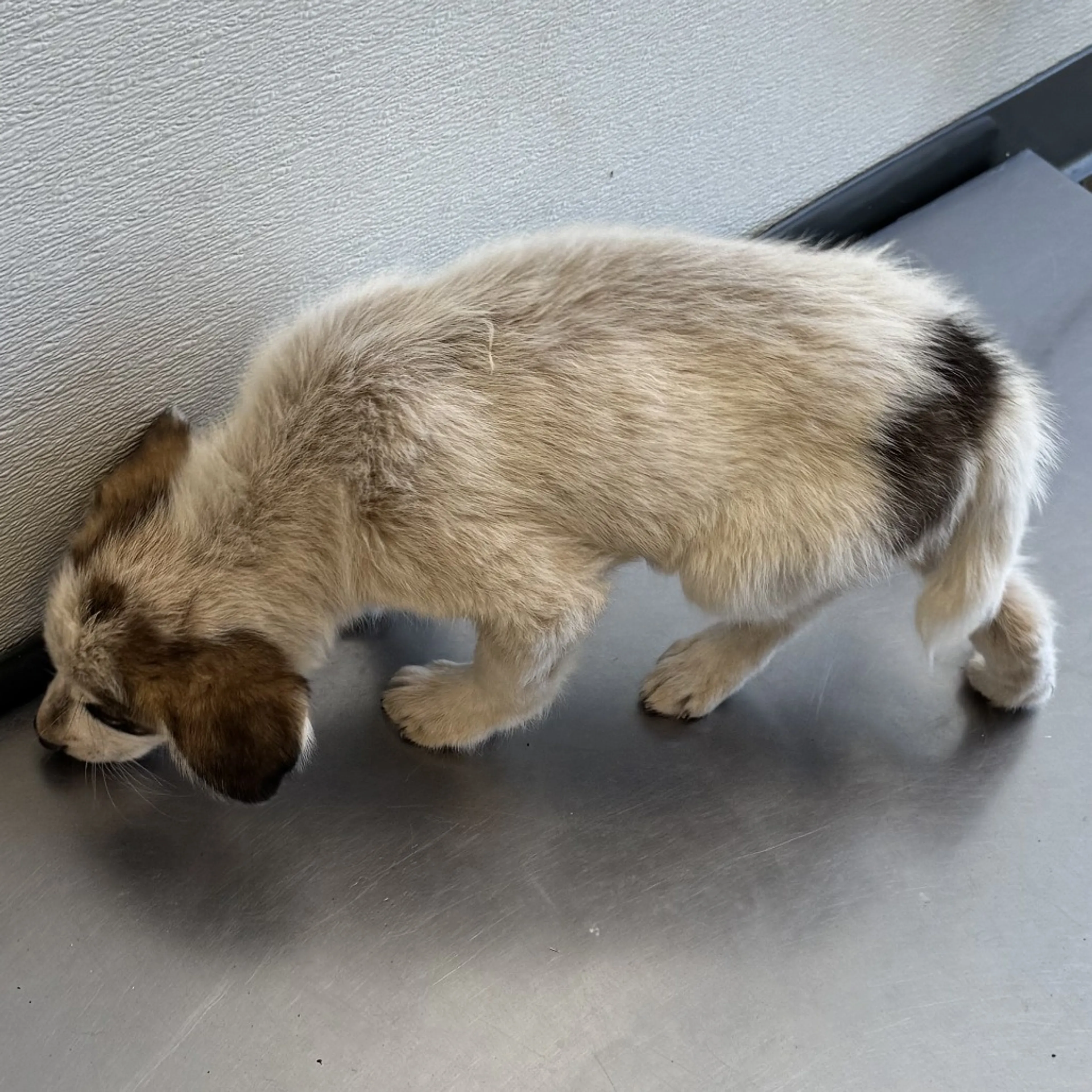 Found pet-2