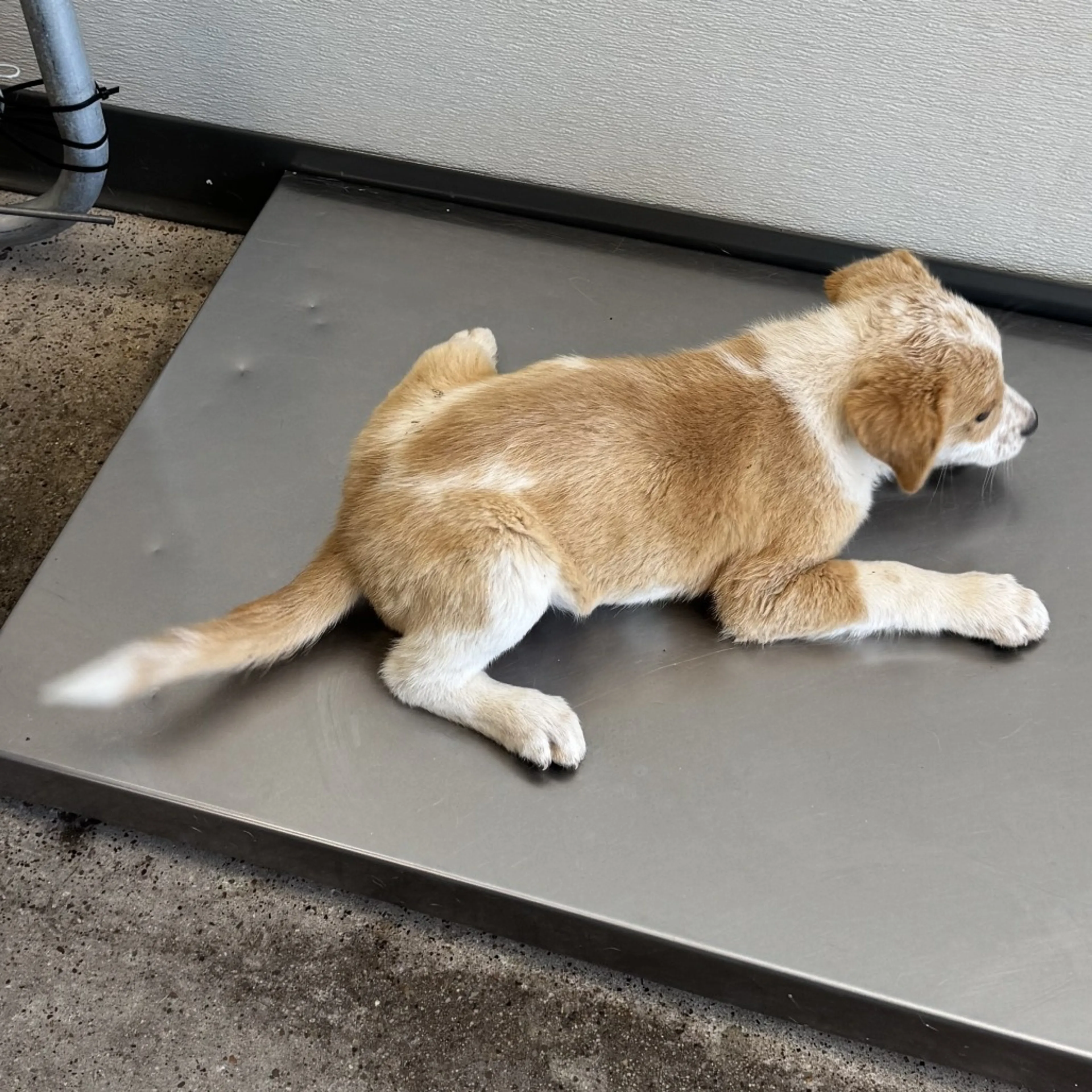 Found pet-1