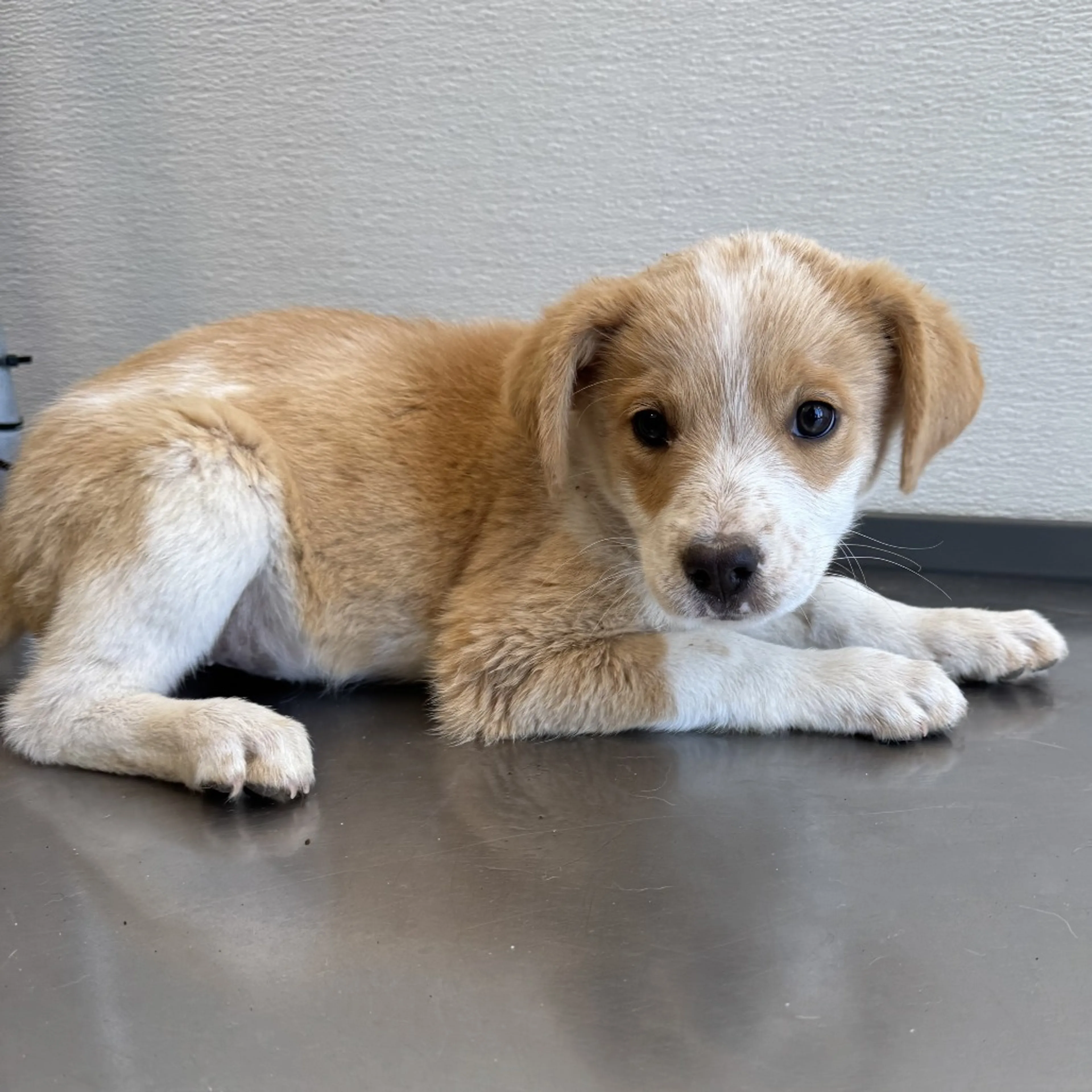 Found pet-2