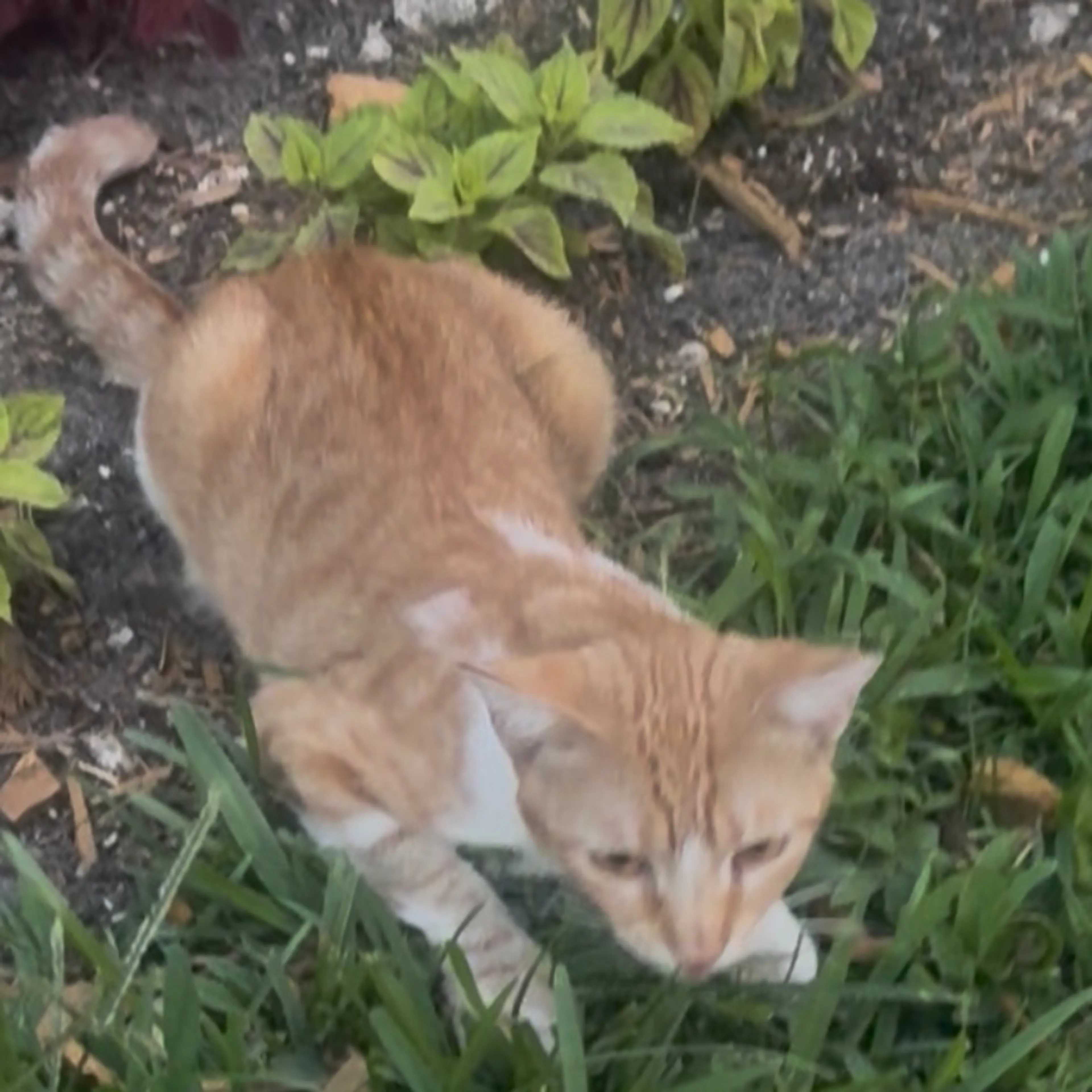 Found pet