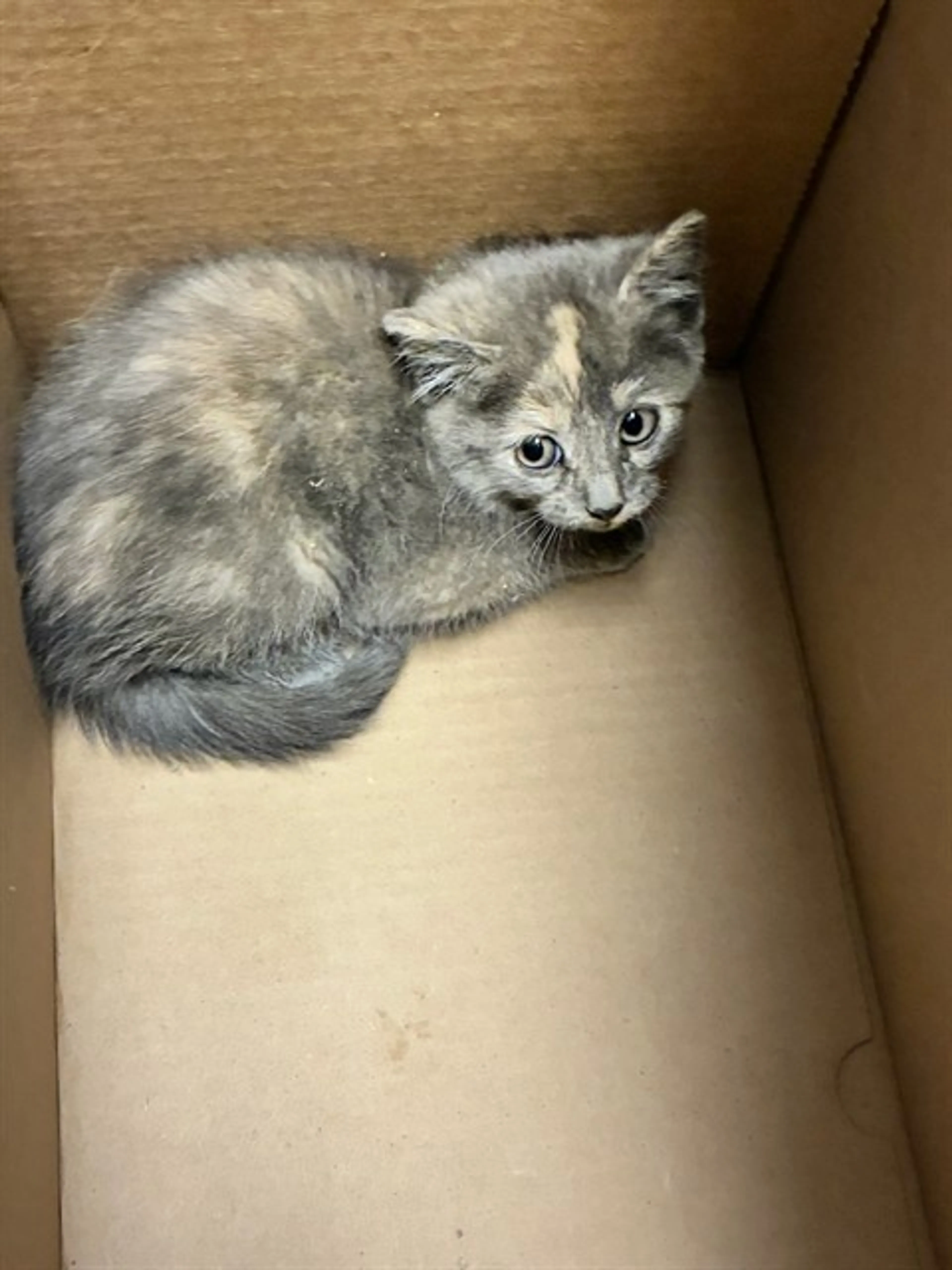 Found pet