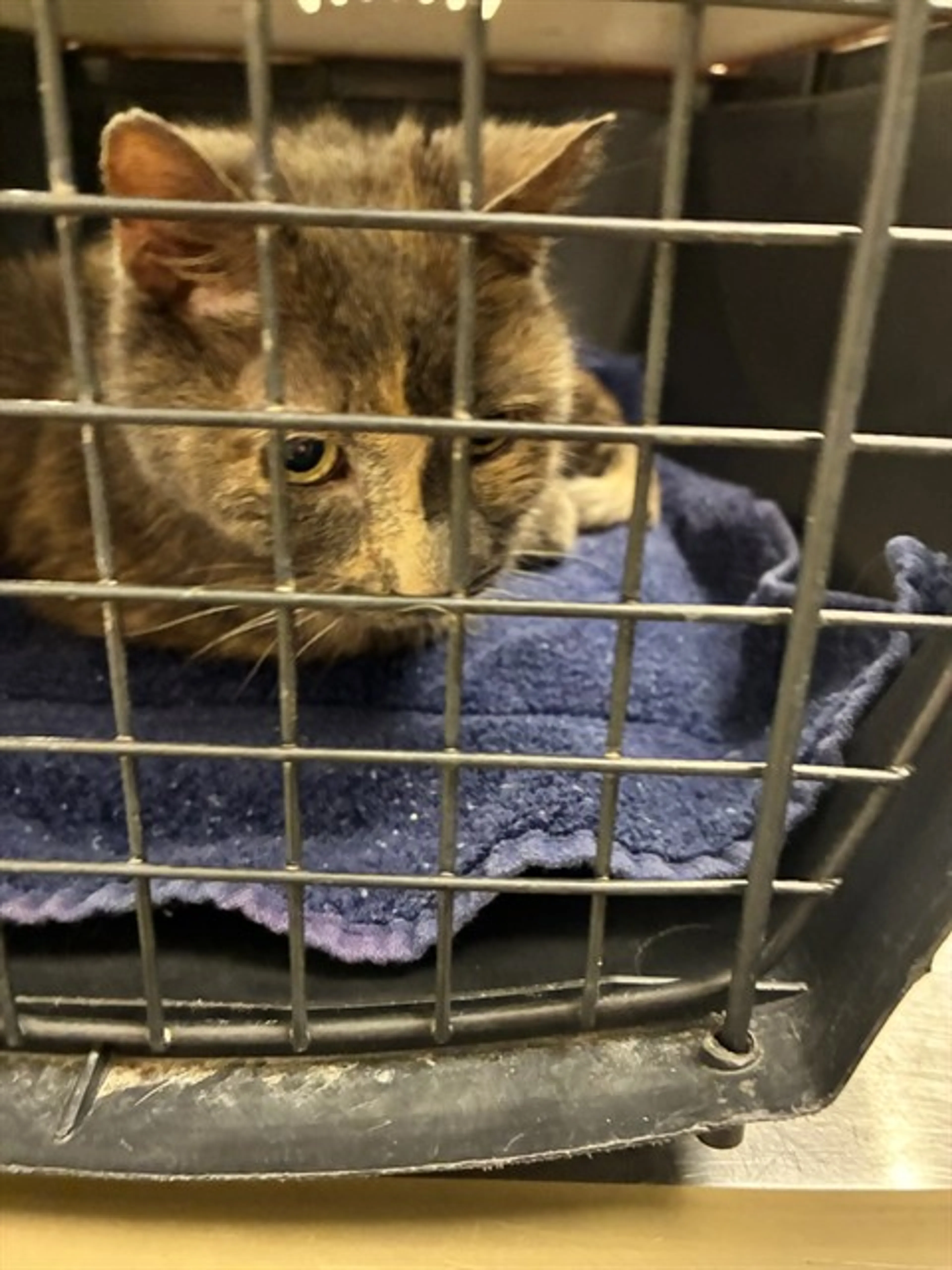 Found pet