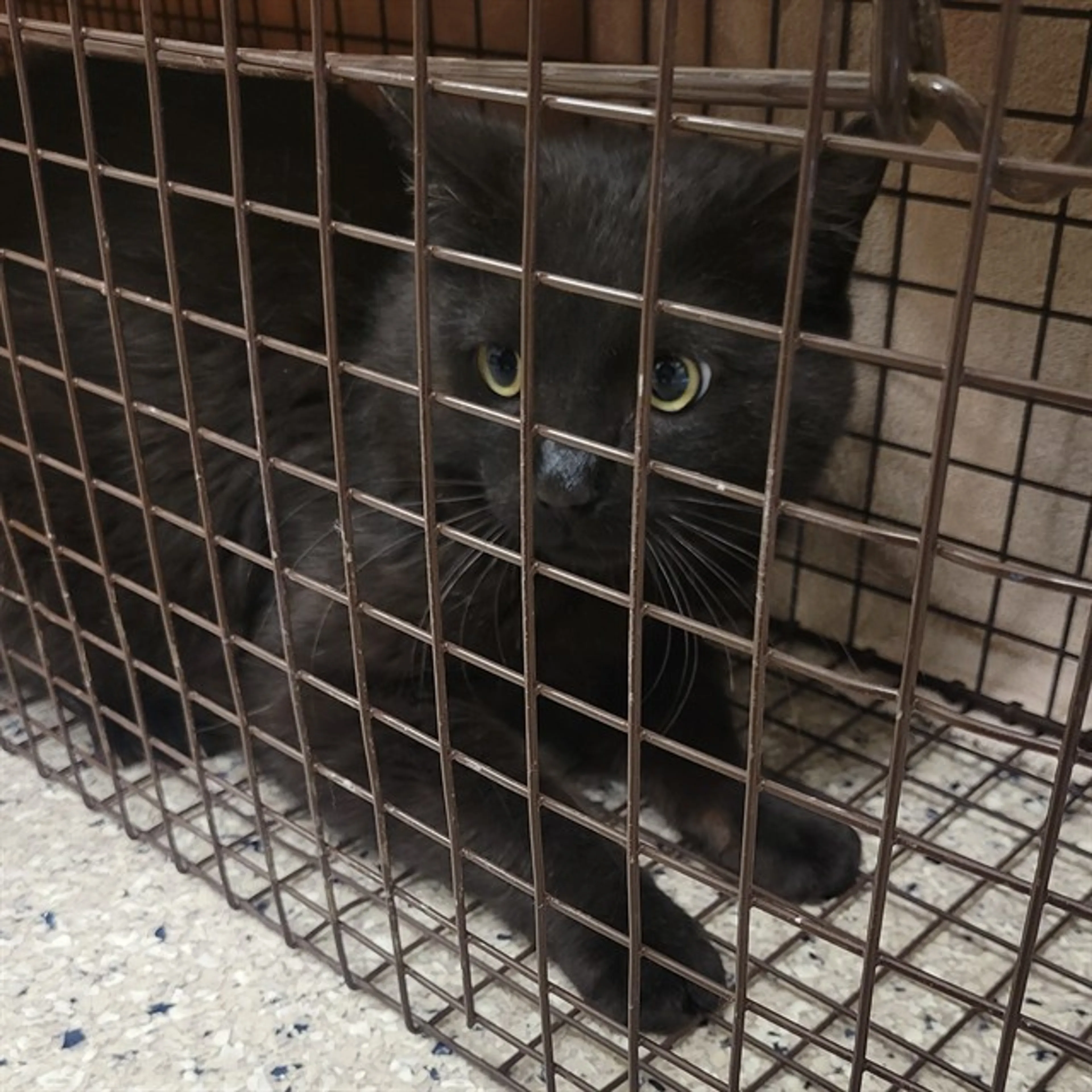 Found pet