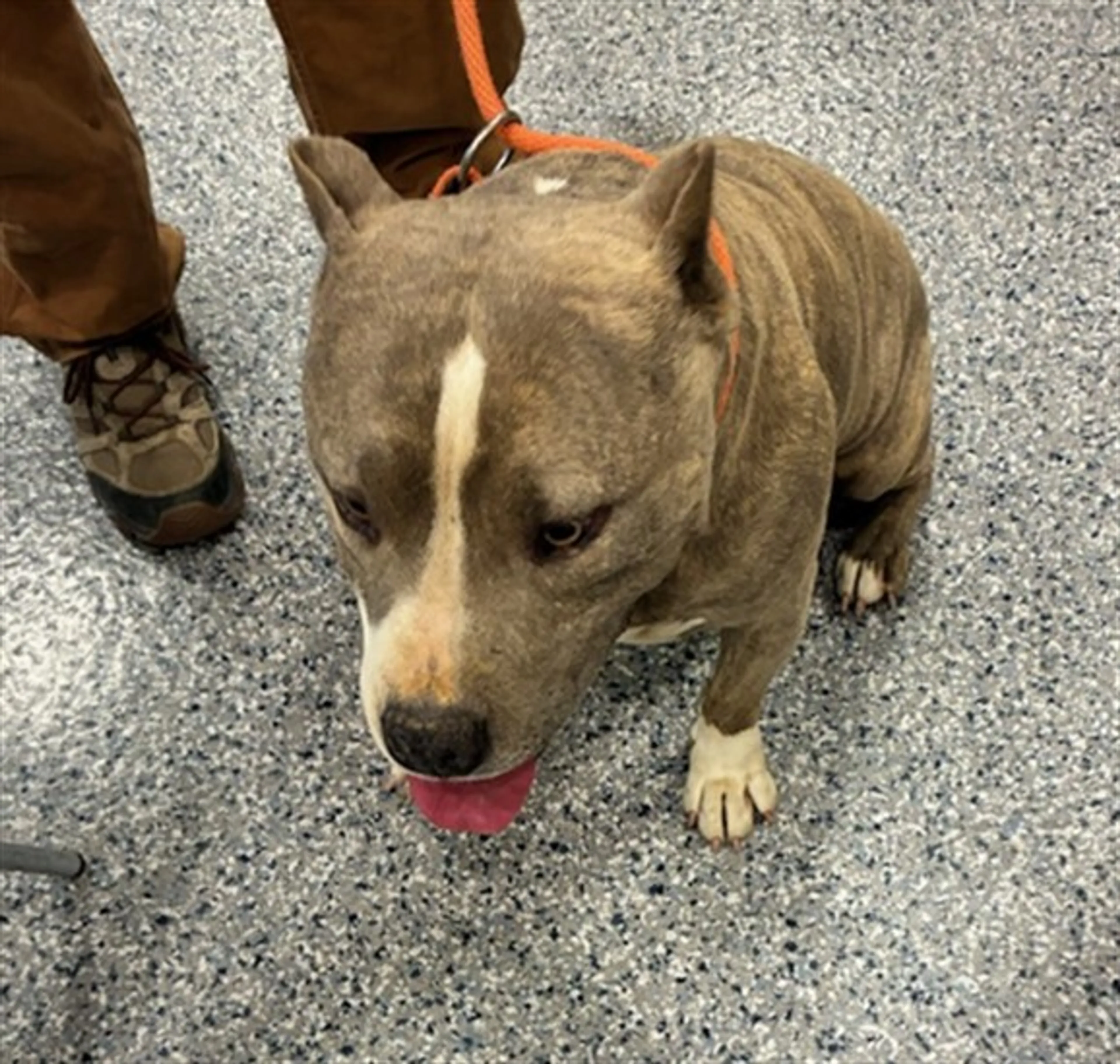 Found pet