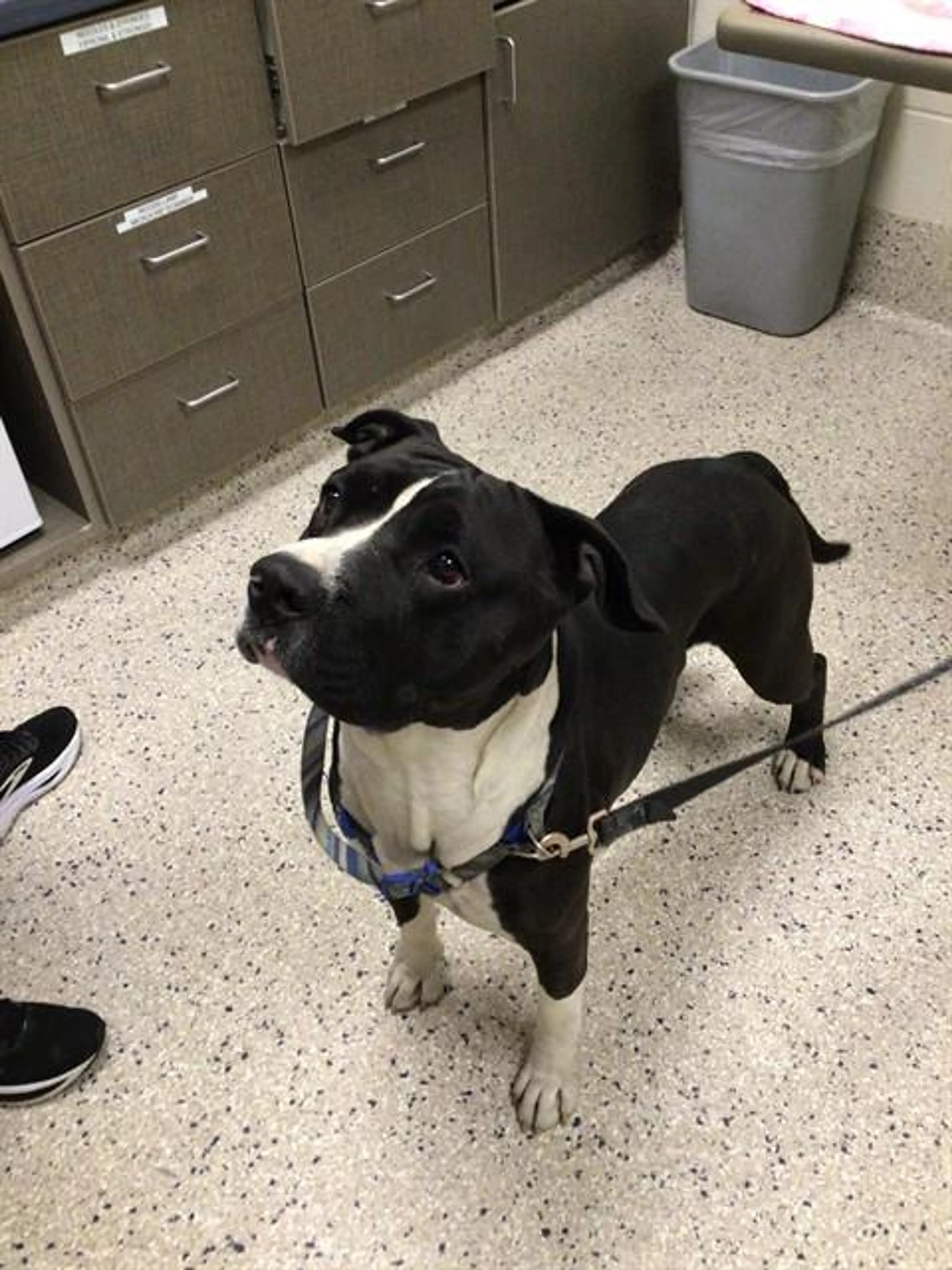 Found pet