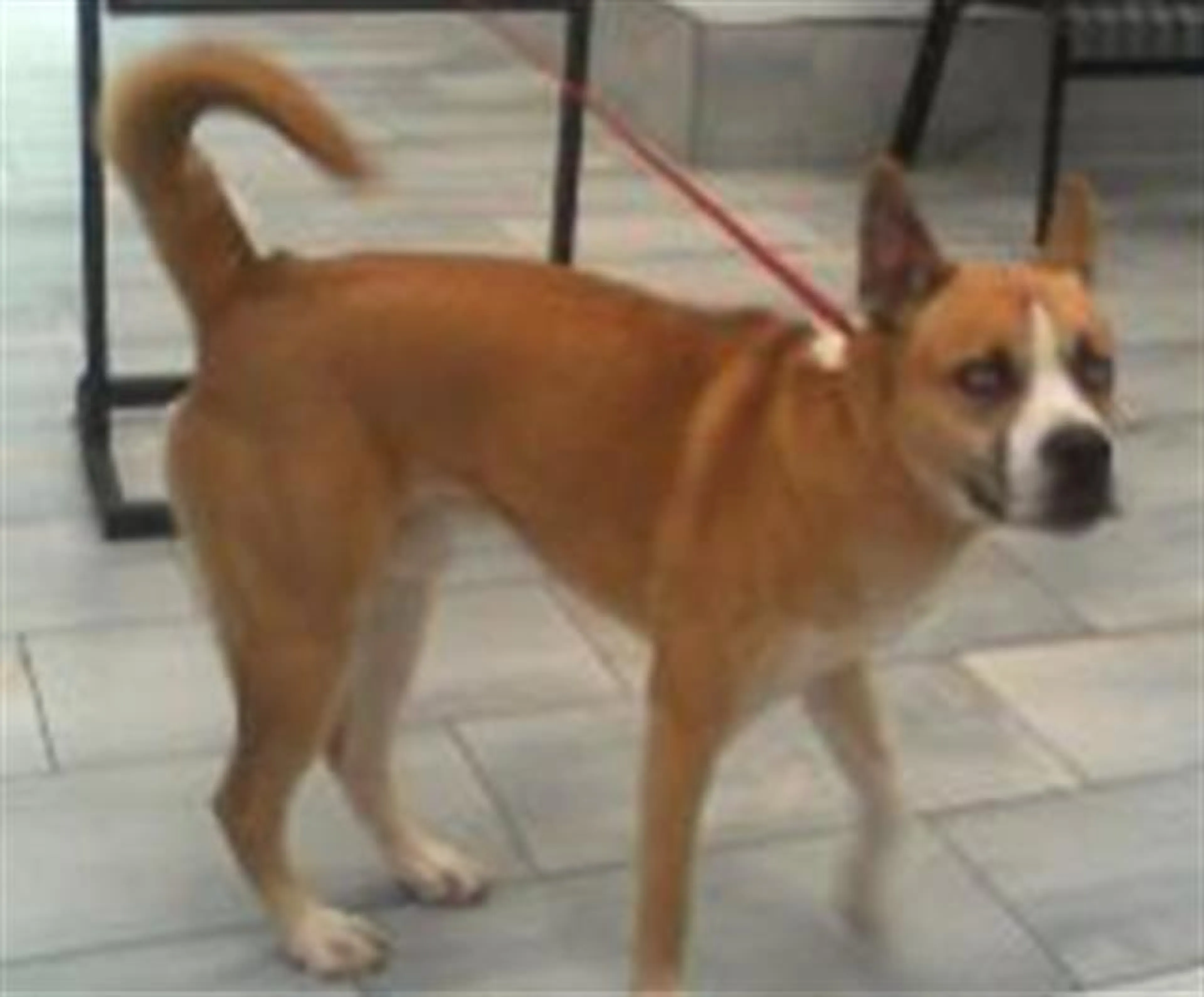 Found pet