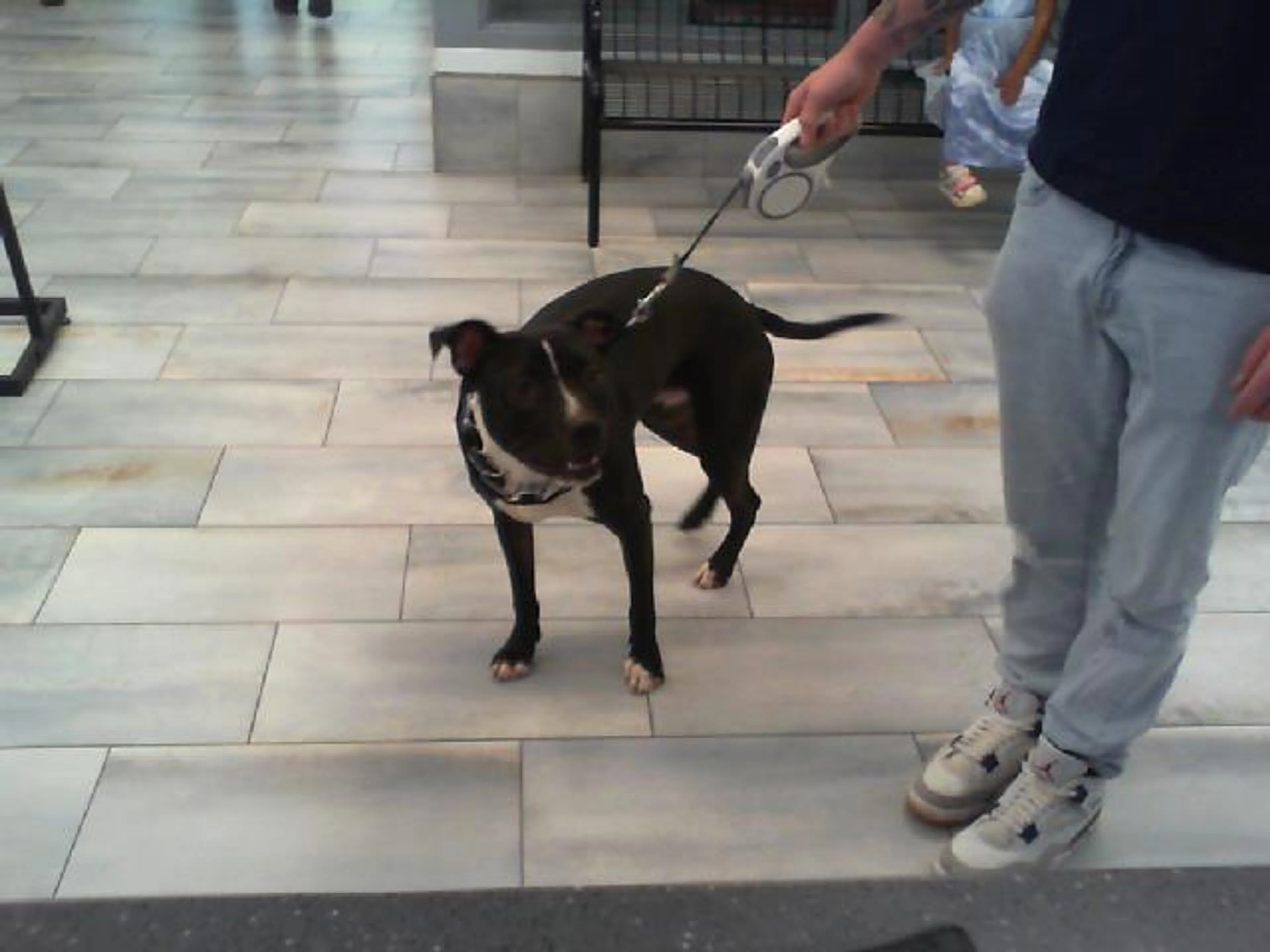 Found pet