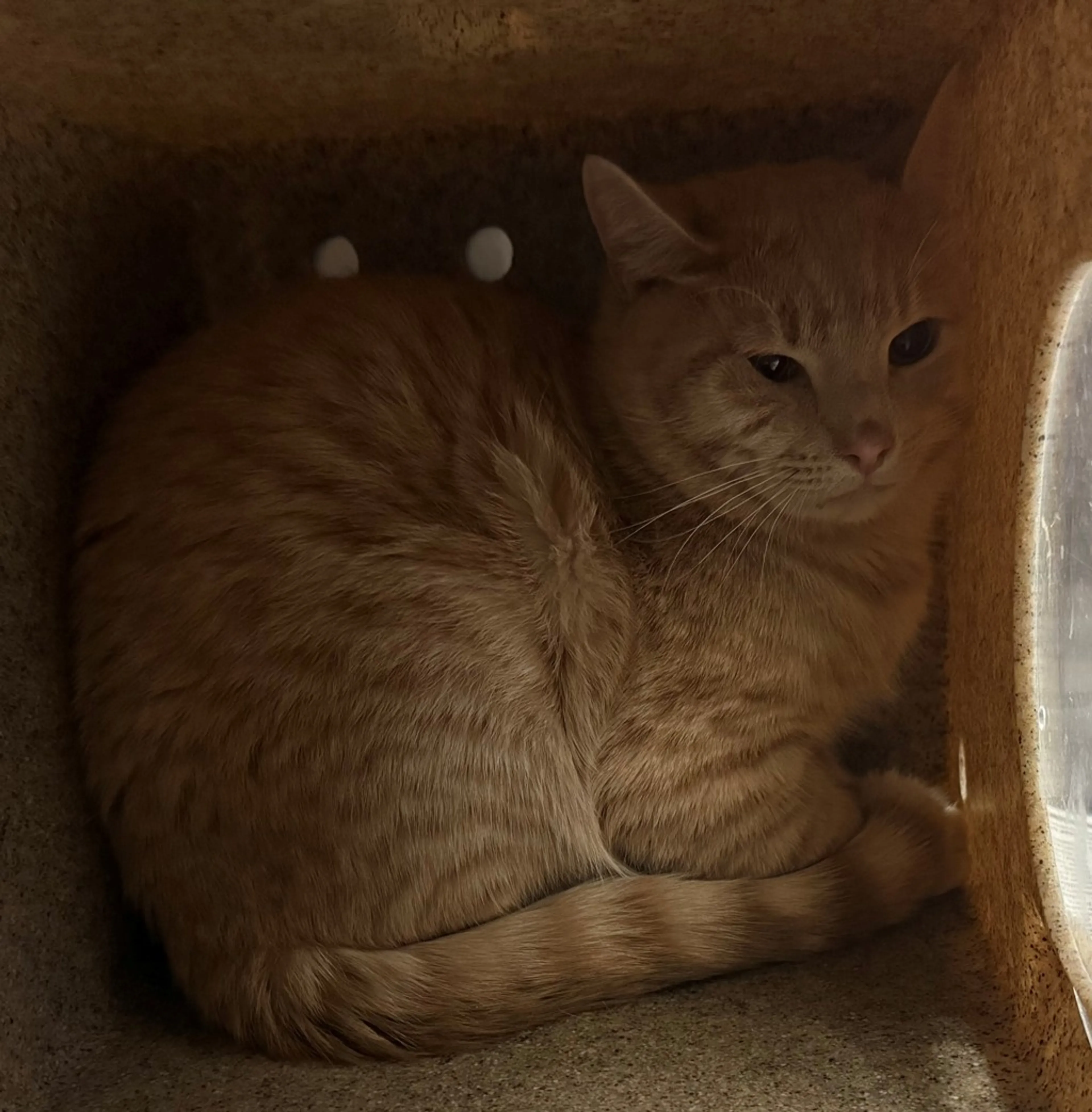 Found pet