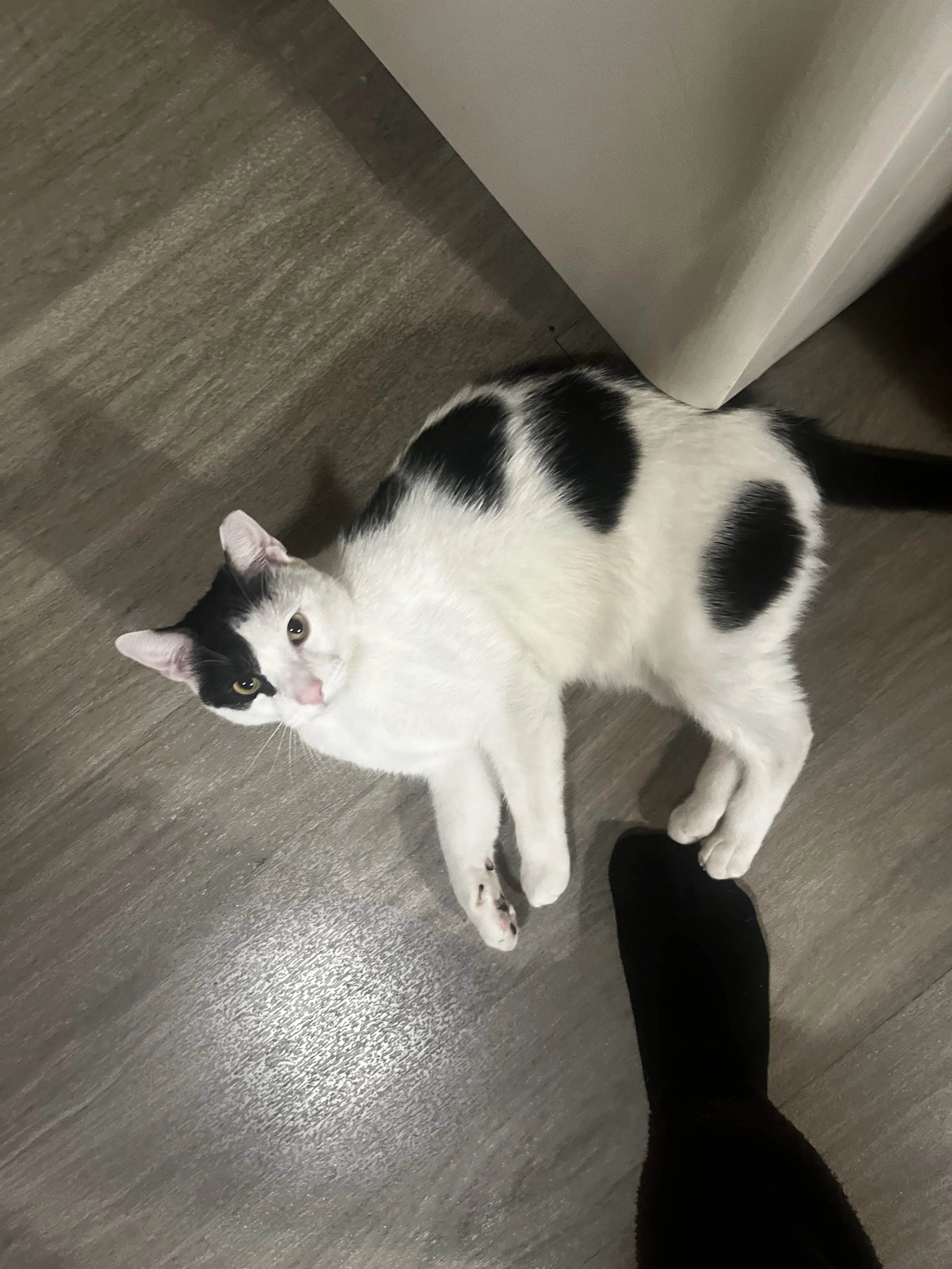 Lost pet-3